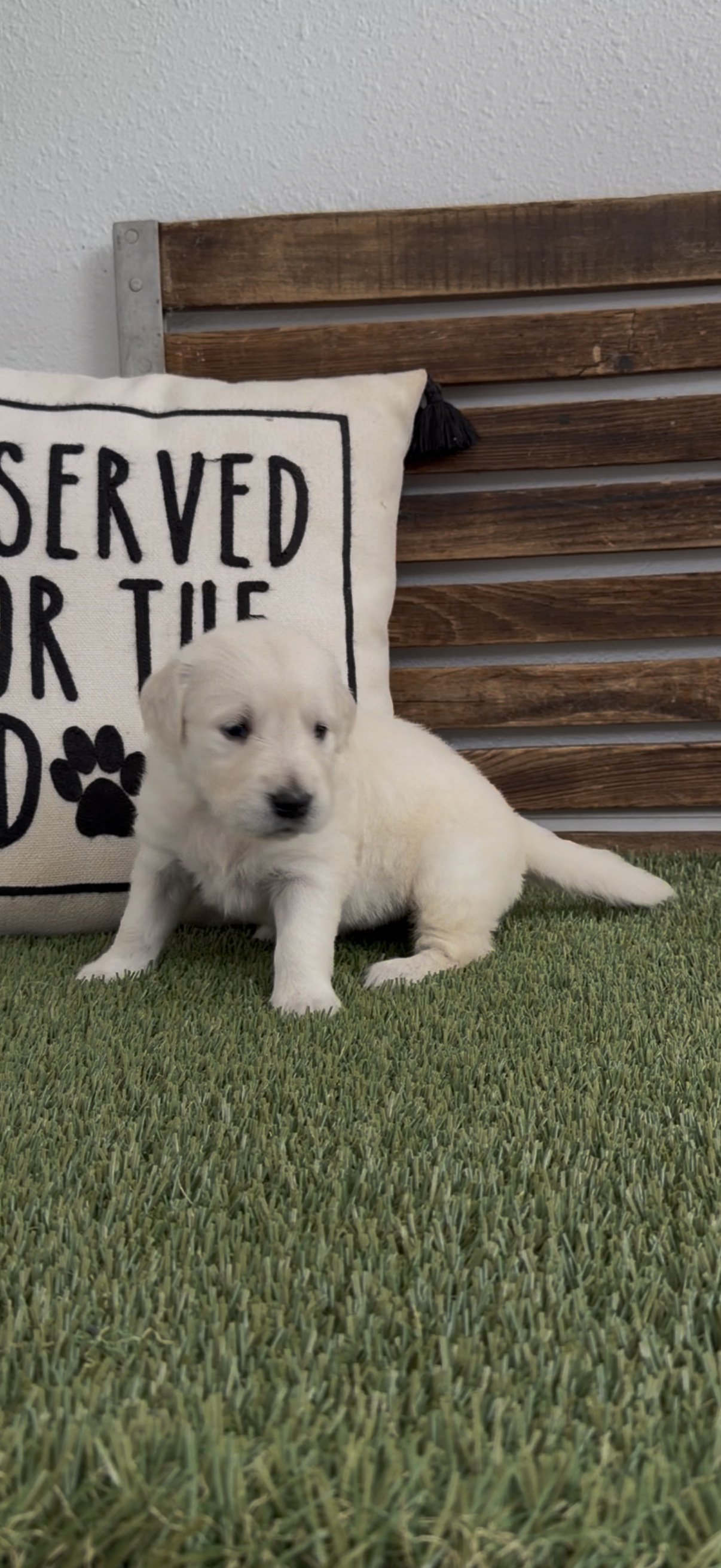 Golden retriever English Cream , a  Golden Retriever and English Cream Golden Retriever for sale in Modesto, CA – Photo 6 of 8
