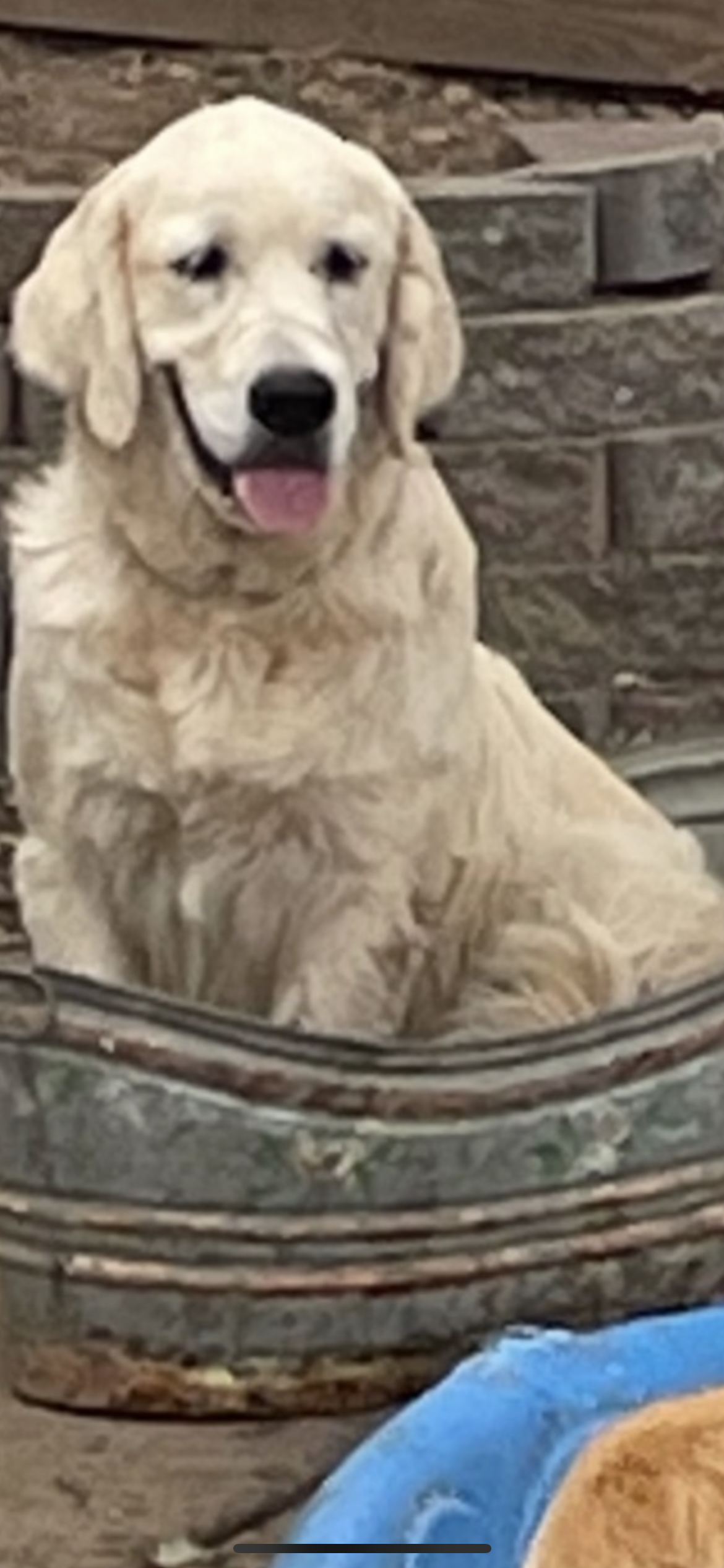 Golden Retriever English Cream , a  Golden Retriever and English Cream Golden Retriever for sale in Modesto, CA – Photo 6 of 7