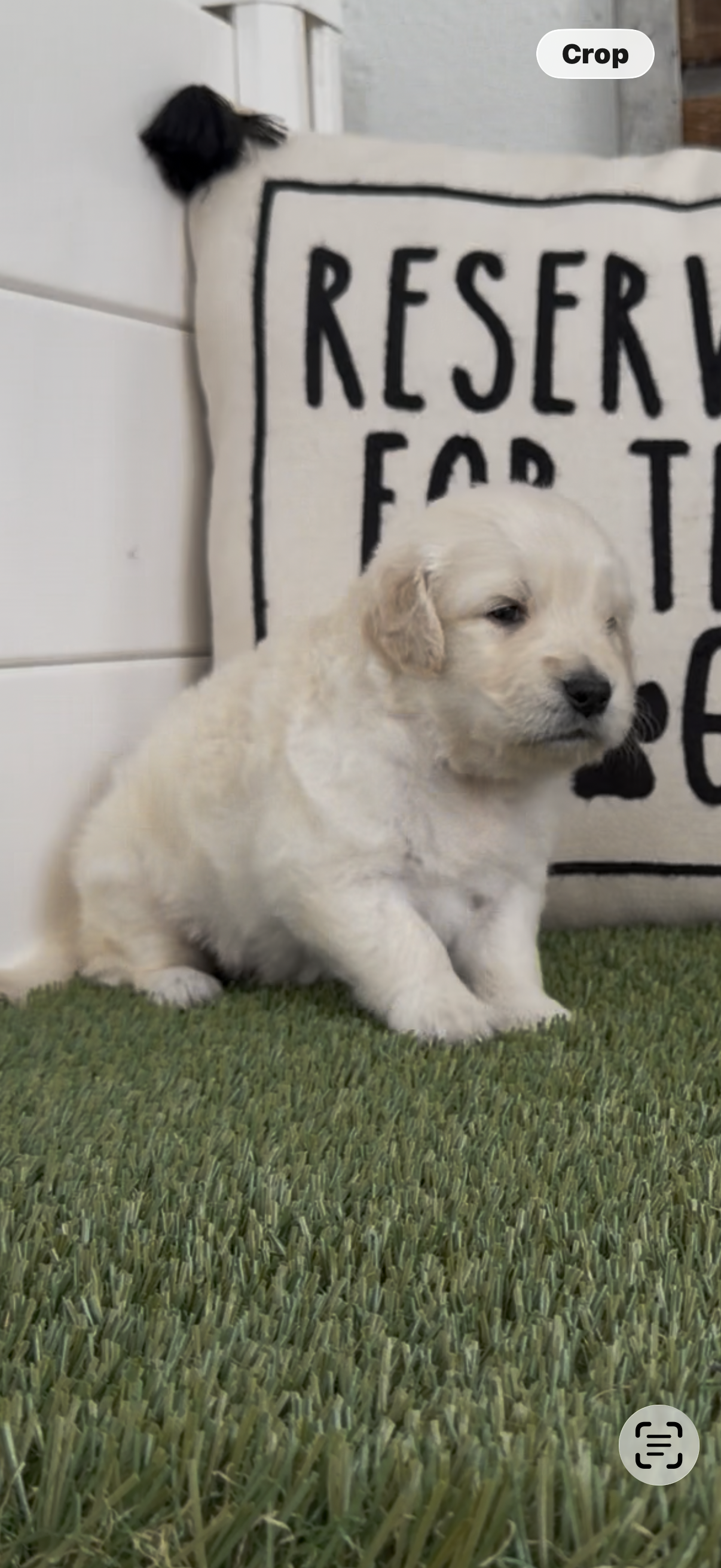 Golden retriever English Cream  – Golden Retriever, English Cream Golden Retriever puppy for sale in Modesto, CA
