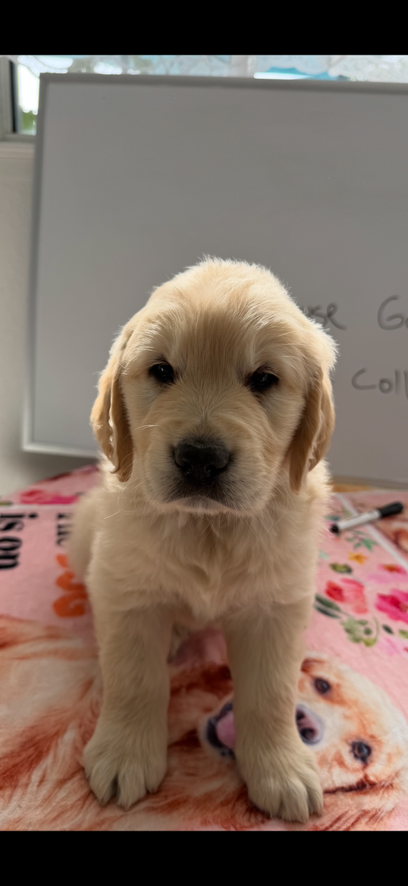 AKC golden retriever puppy male – Golden Retriever, English Cream Golden Retriever puppy for sale in Modesto, CA