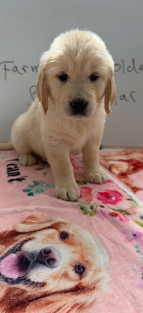 AKC golden retriever puppy female – Golden Retriever, English Cream Golden Retriever puppy for sale in Modesto, CA