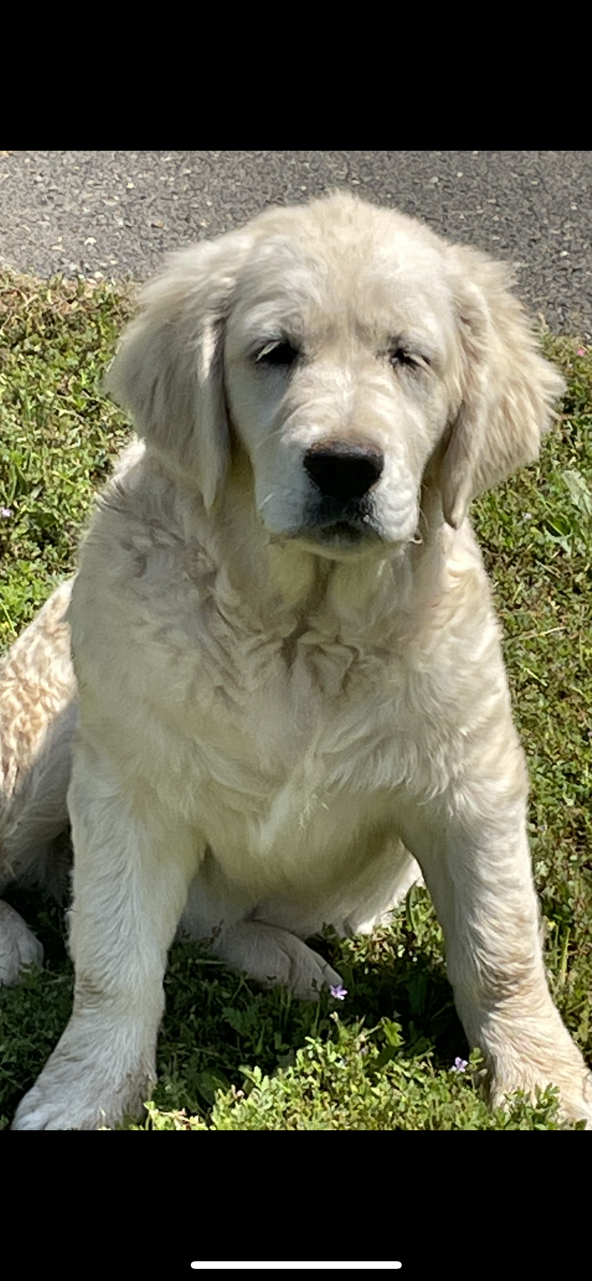 Golden Retriever English Cream , a  Golden Retriever and English Cream Golden Retriever for sale in Modesto, CA – Photo 5 of 7