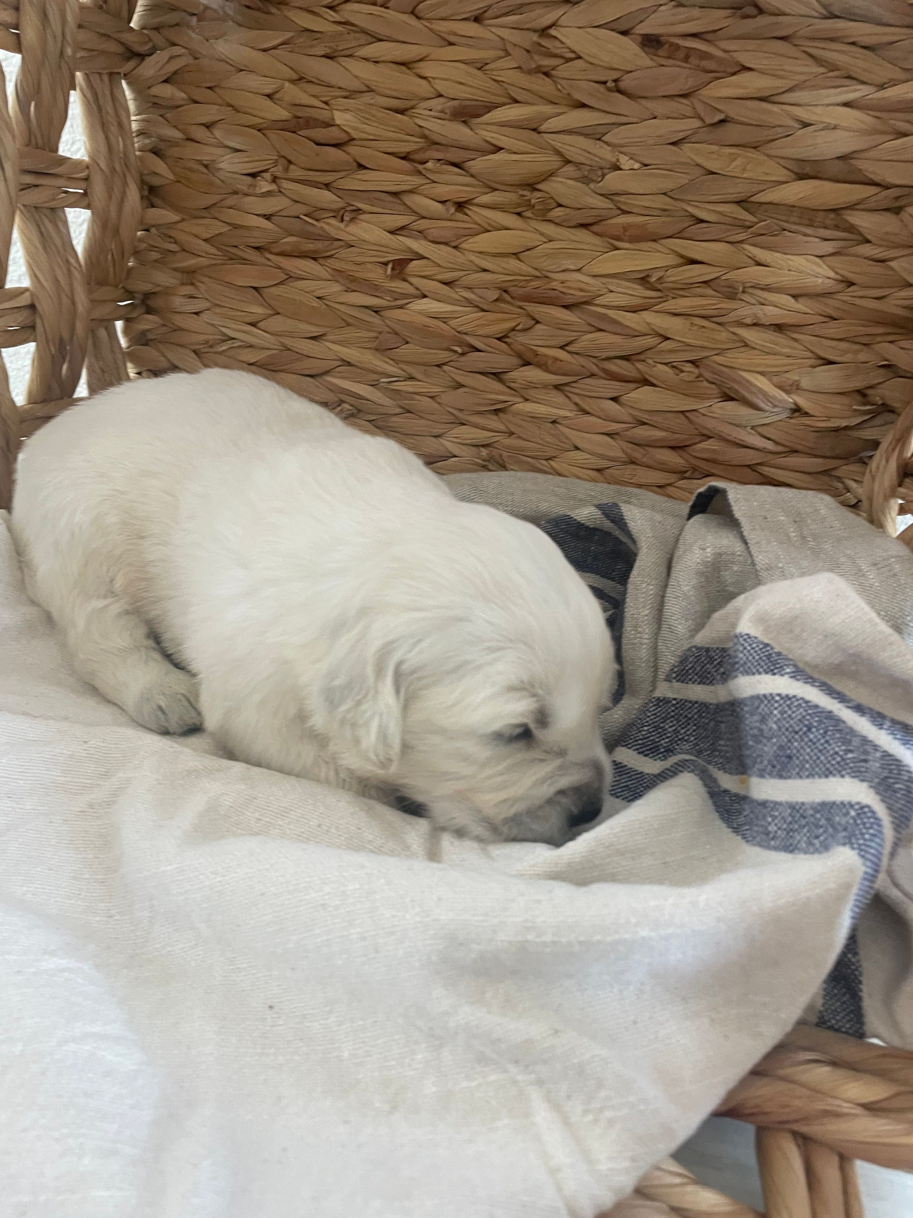 Golden Retriever English Cream  – Golden Retriever, English Cream Golden Retriever puppy for sale in Modesto, CA
