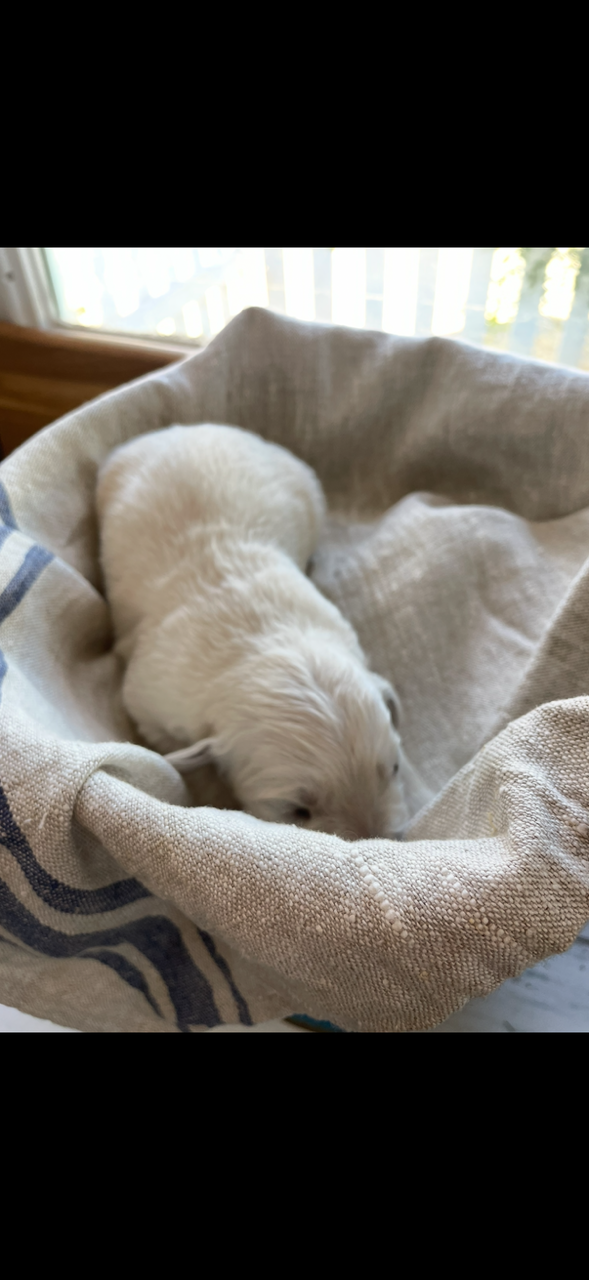 Golden retriever English Cream  – Golden Retriever, English Cream Golden Retriever puppy for sale in Modesto, CA