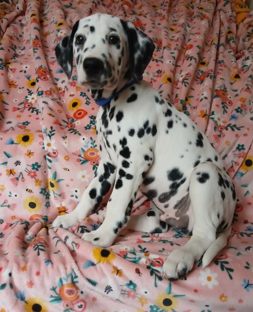 Blue – Dalmatian puppy for sale in Bechtelsville, PA