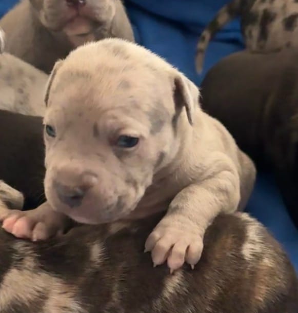 Valentino – American Bully puppy for sale in Petaluma, CA