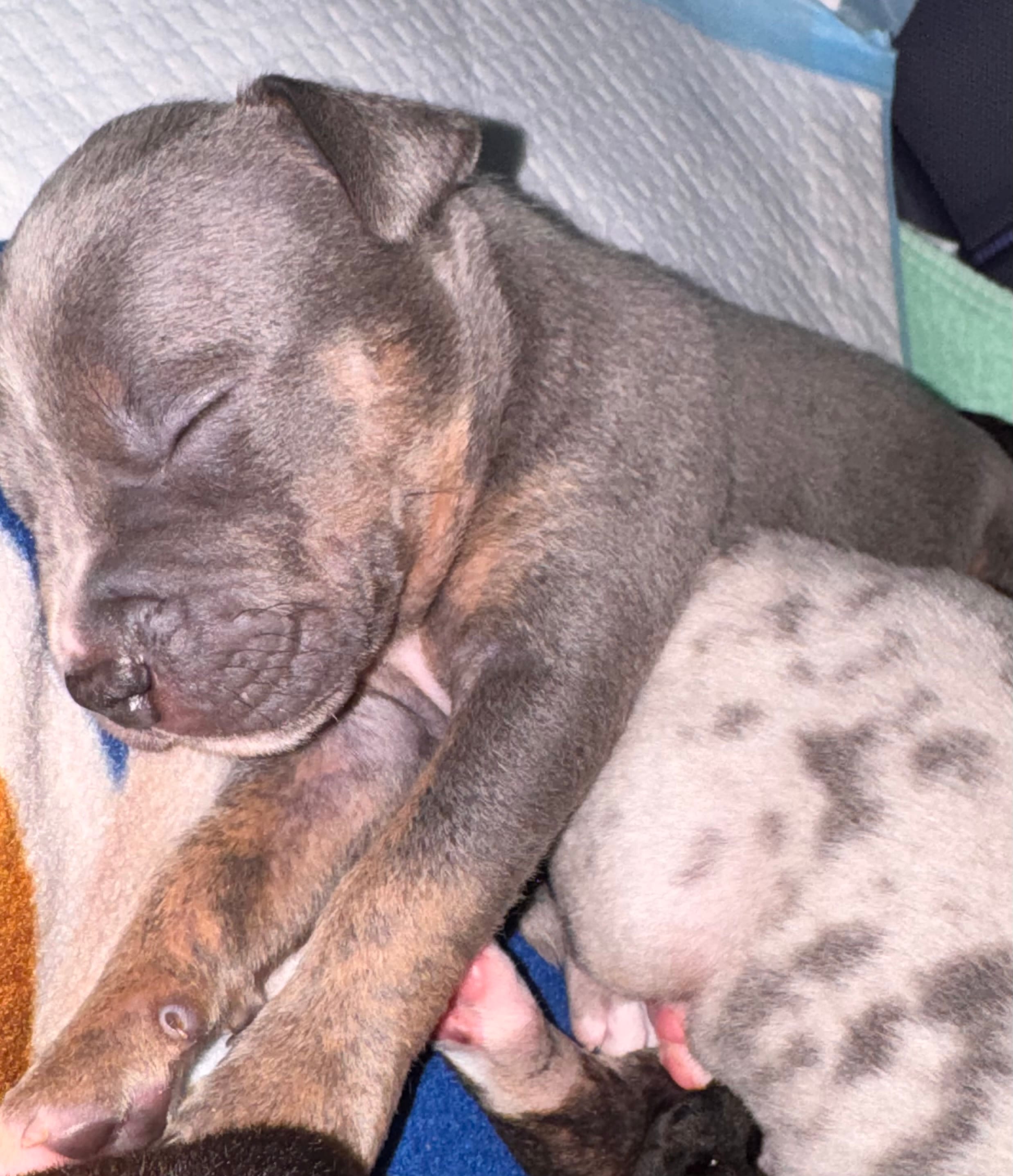 Armani – American Bully puppy for sale in Petaluma, CA