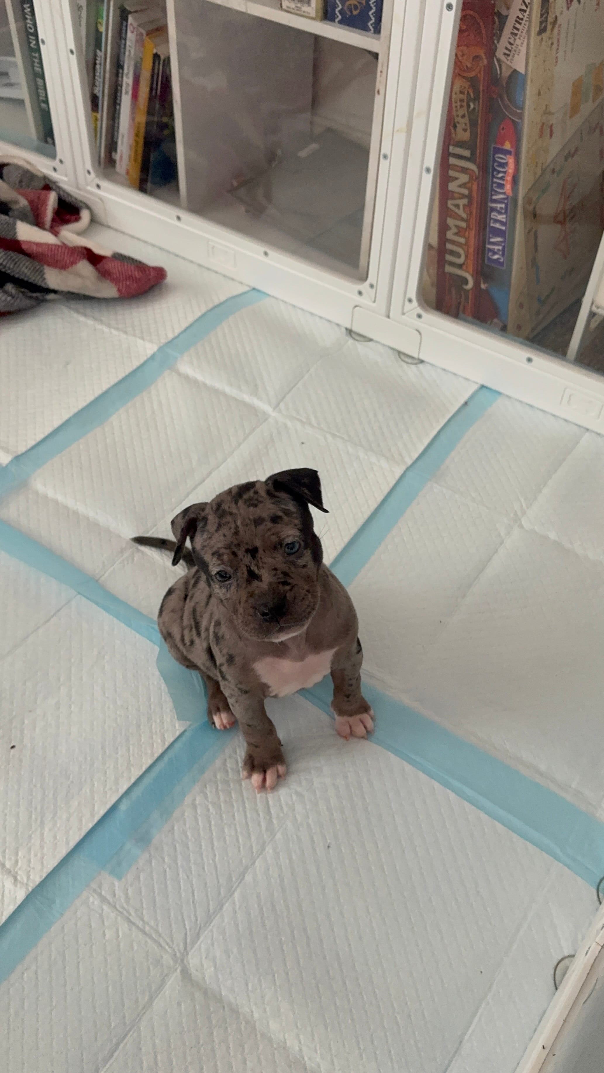 Miss Dior – American Bully puppy on hold in Petaluma, CA