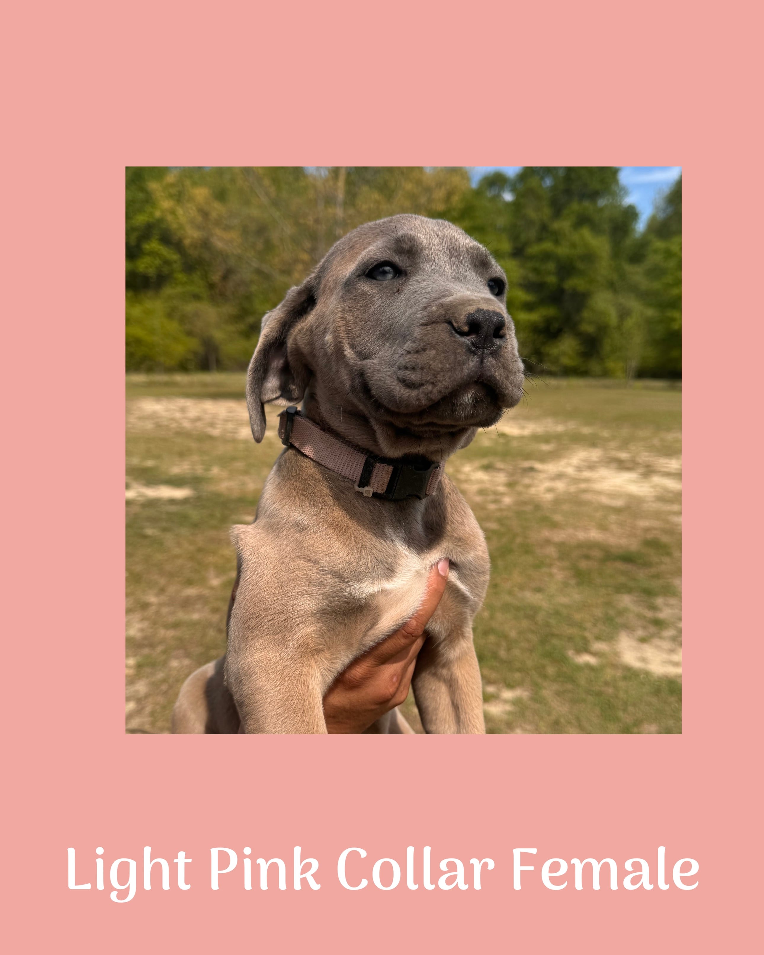 Light pink collar – Cane Corso puppy for sale in Benson, NC