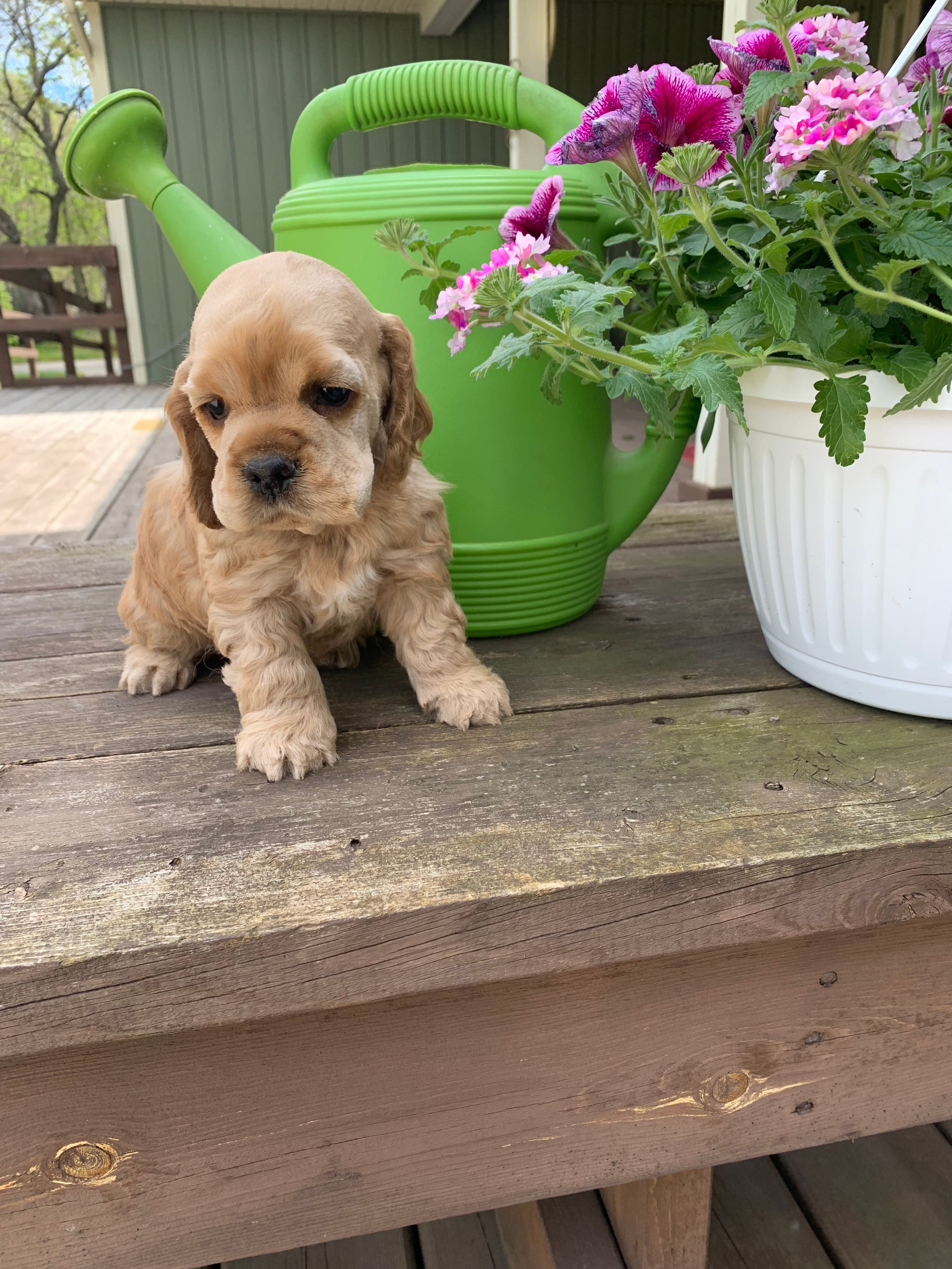 Rusty – Cocker Spaniel puppy for sale in Sand Lake, MI
