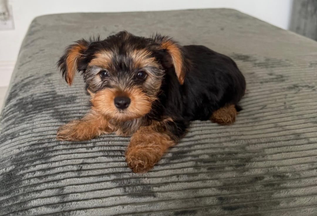 Pamela  – Yorkshire Terrier puppy for sale in Tampa, FL