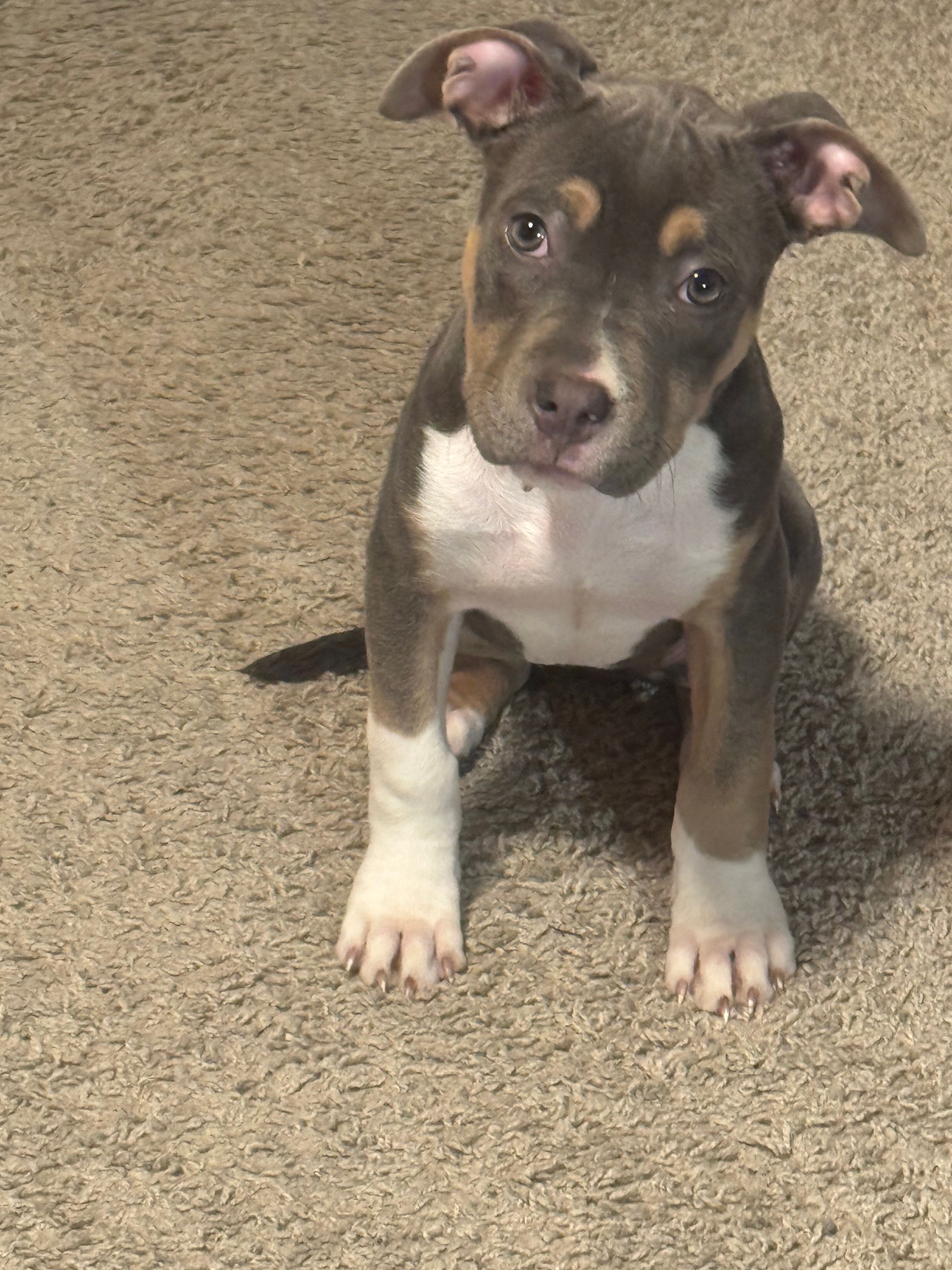 Kleo – American Bully, American Pit Bull Terrier puppy for sale in Greensboro, NC