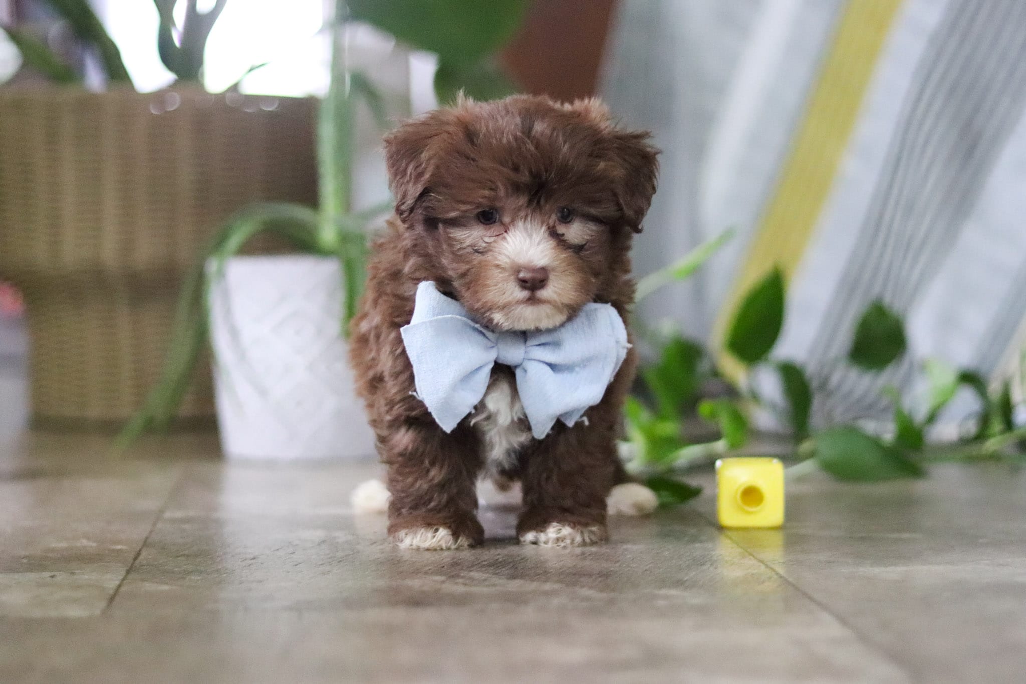Buster – Havanese puppy for sale in Baltic, OH