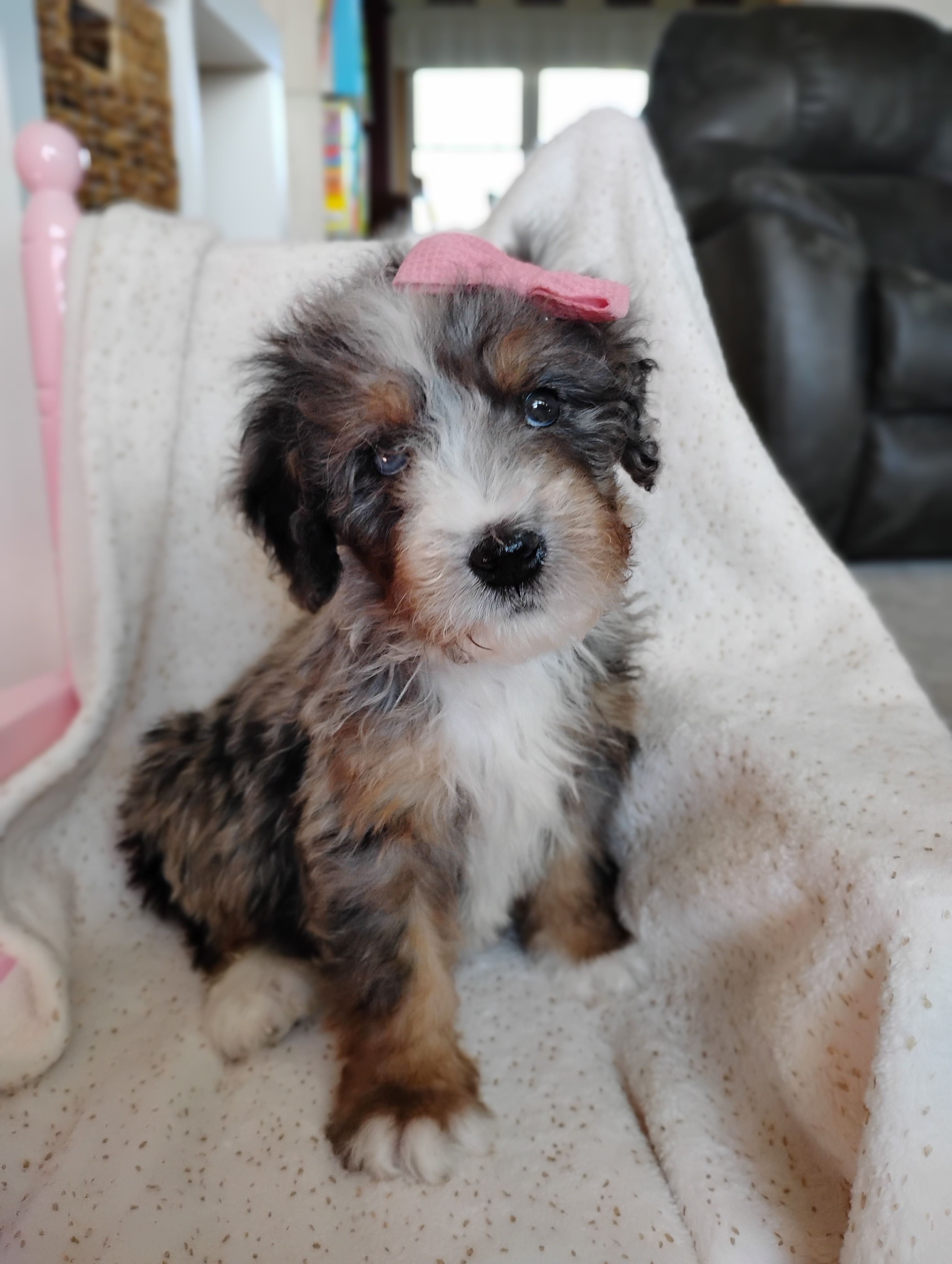 Rosa – Miniature Bernedoodle puppy for sale in Millersburg, OH
