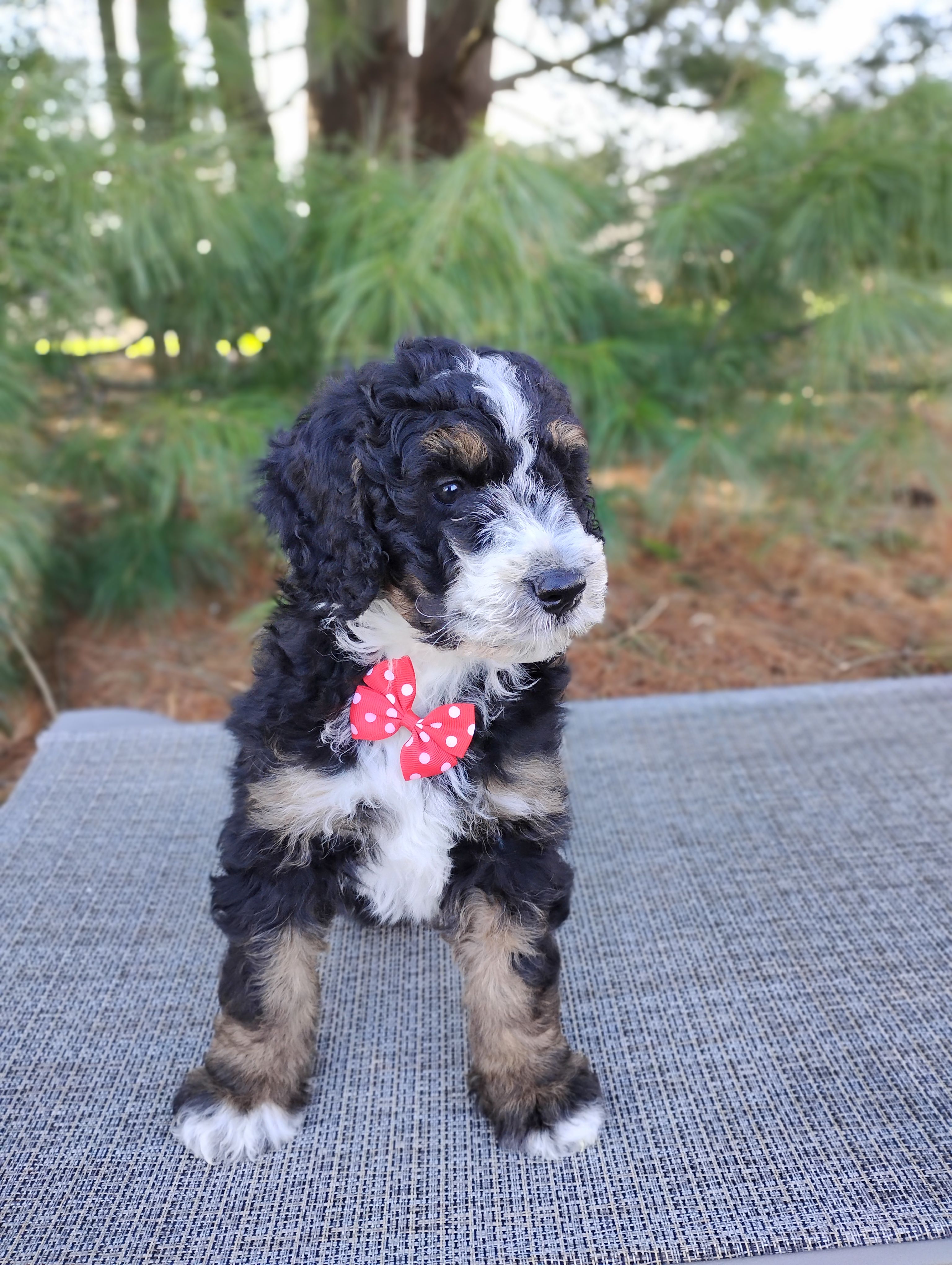 Elliot  – Bernedoodle puppy for sale in Millersburg, OH