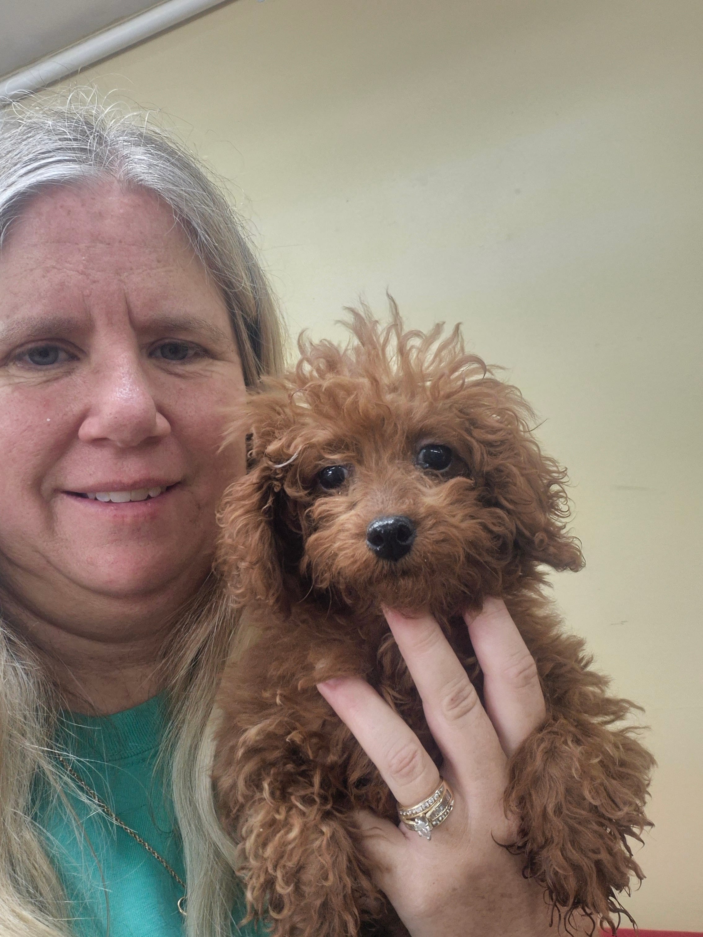 Red – Poodle - Miniature  puppy for sale in Statesboro, GA