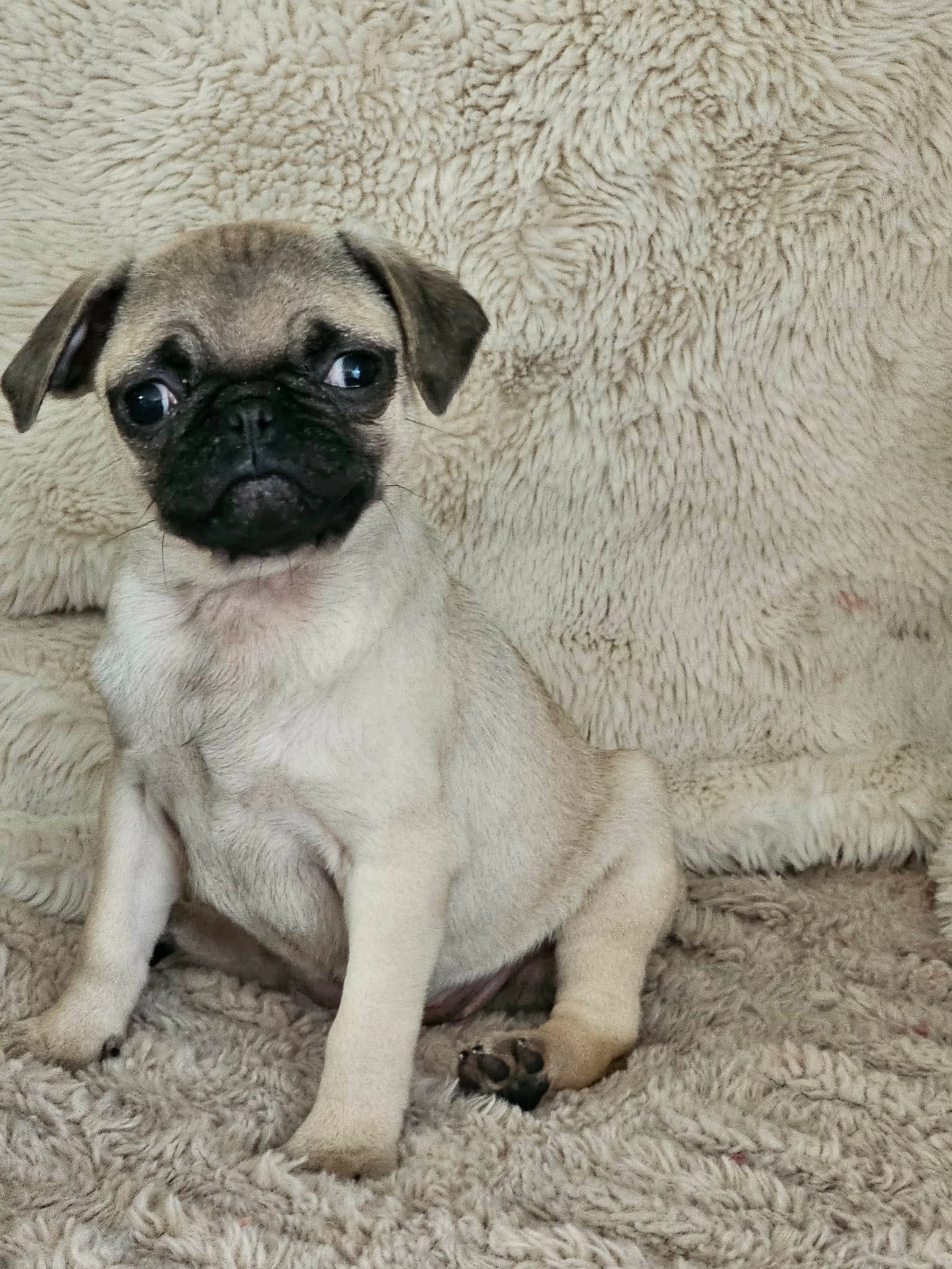 Lacey – Pug puppy for sale in Gladstone, VA
