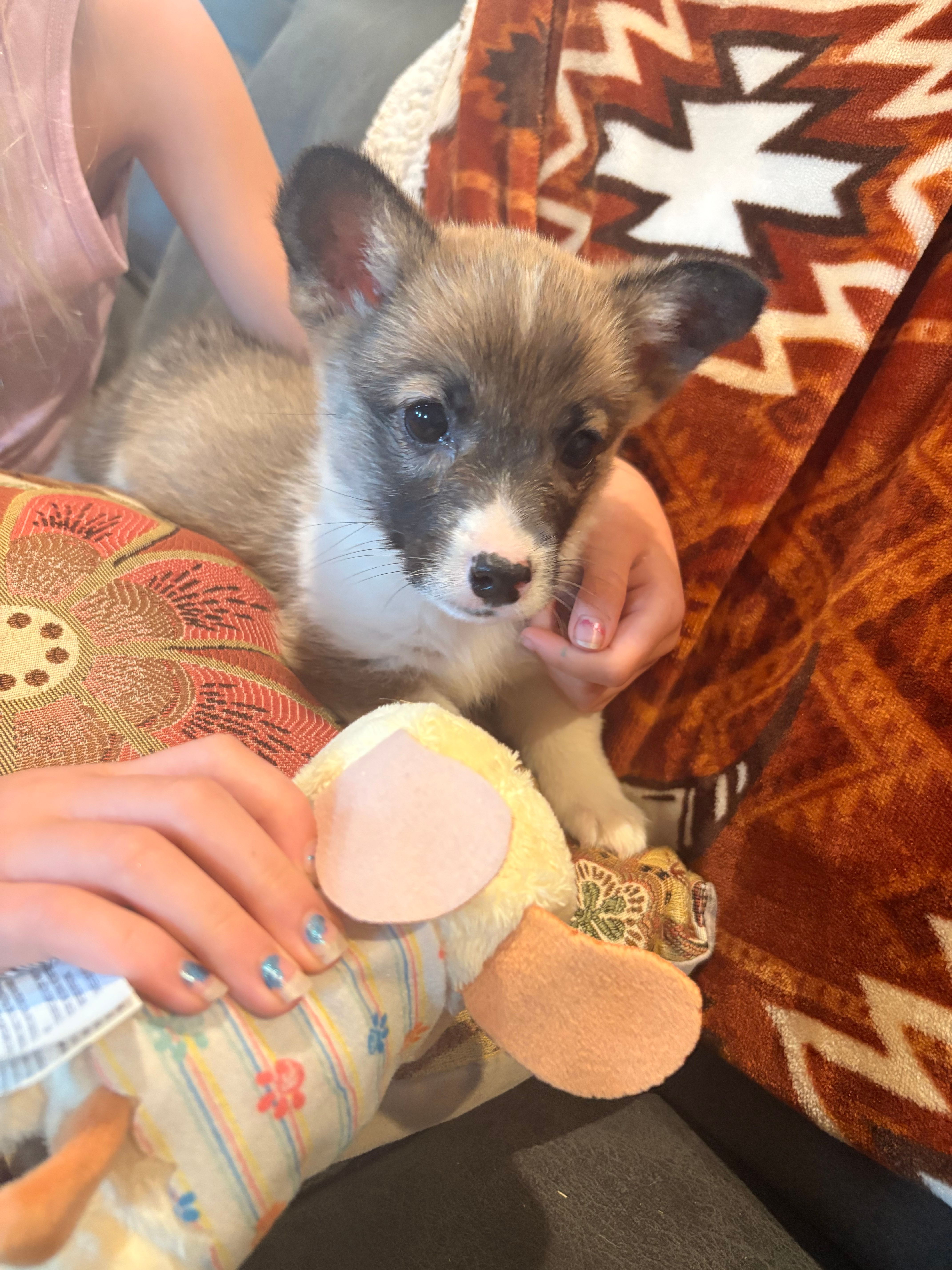 AKC Riley  – Pembroke Welsh Corgi puppy for sale in Lincoln, CA