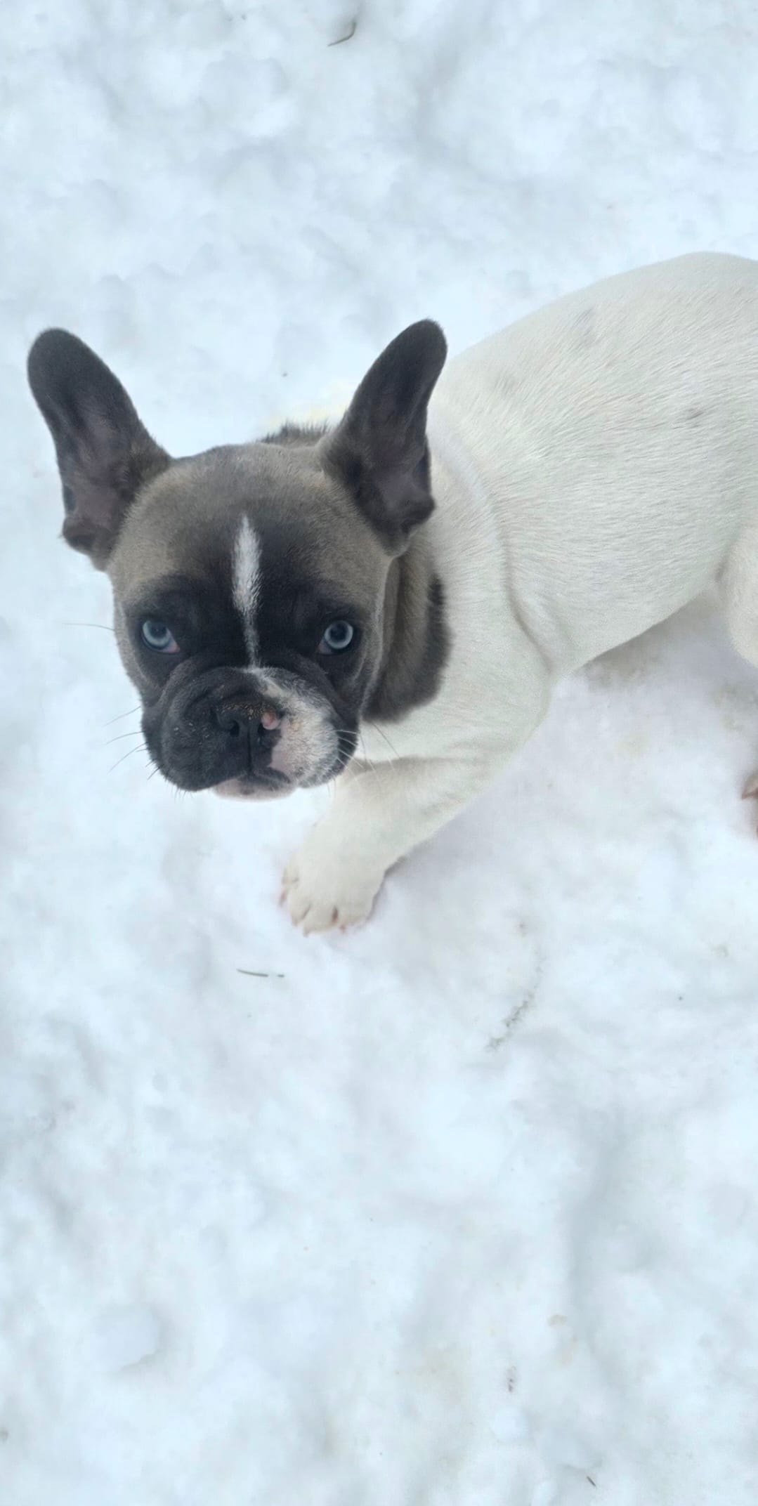 Cash – French Bulldog puppy for sale in Minneapolis, MN