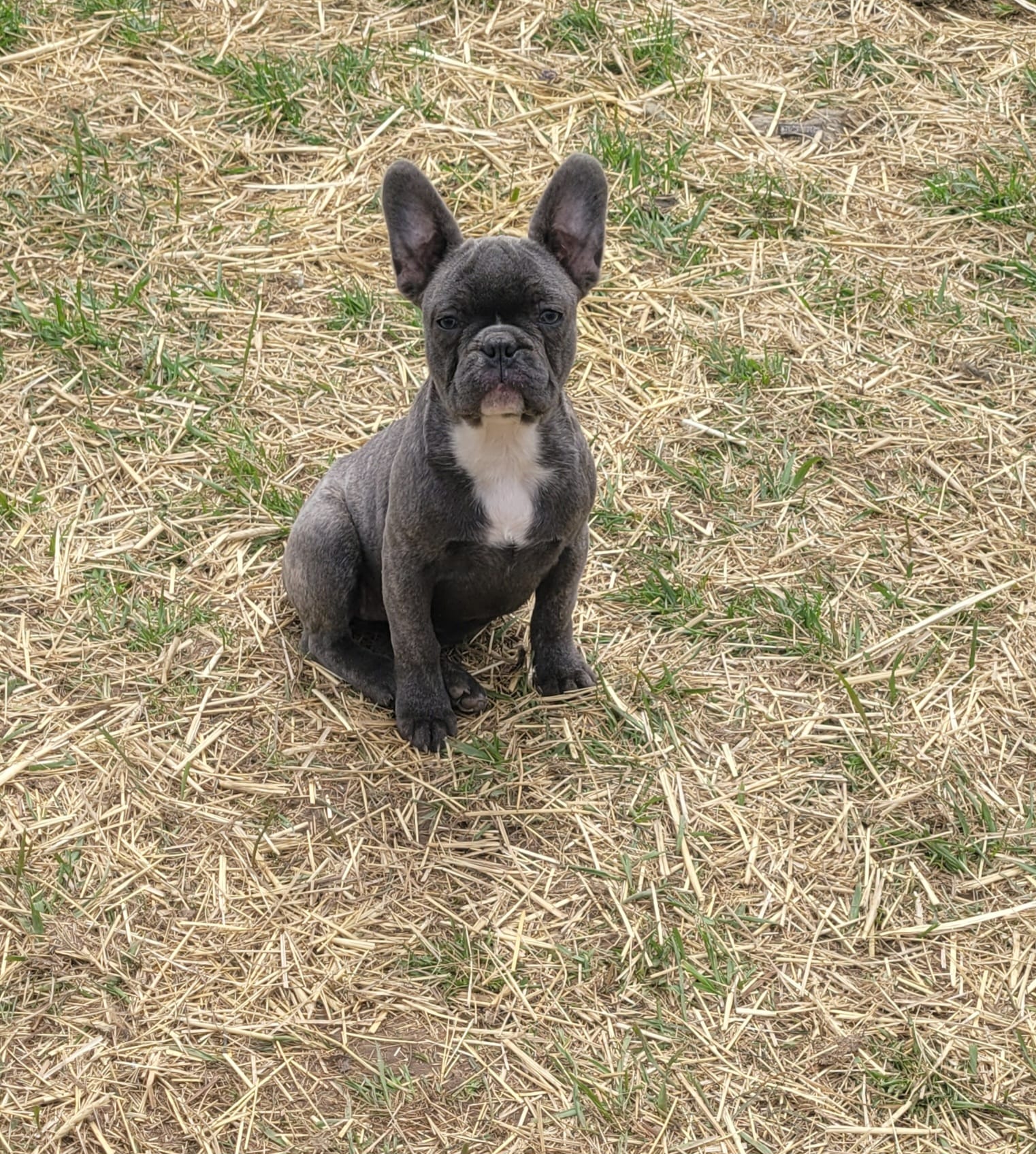 Raven  – French Bulldog puppy for sale in Minneapolis, MN