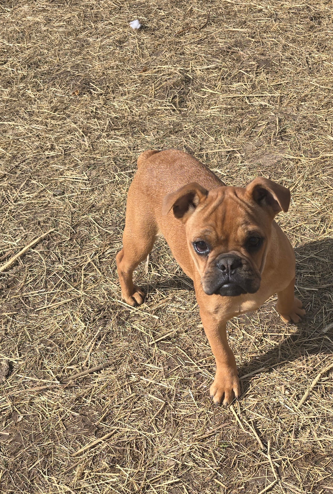 Addie – French Bulldog puppy for sale in Minneapolis, MN