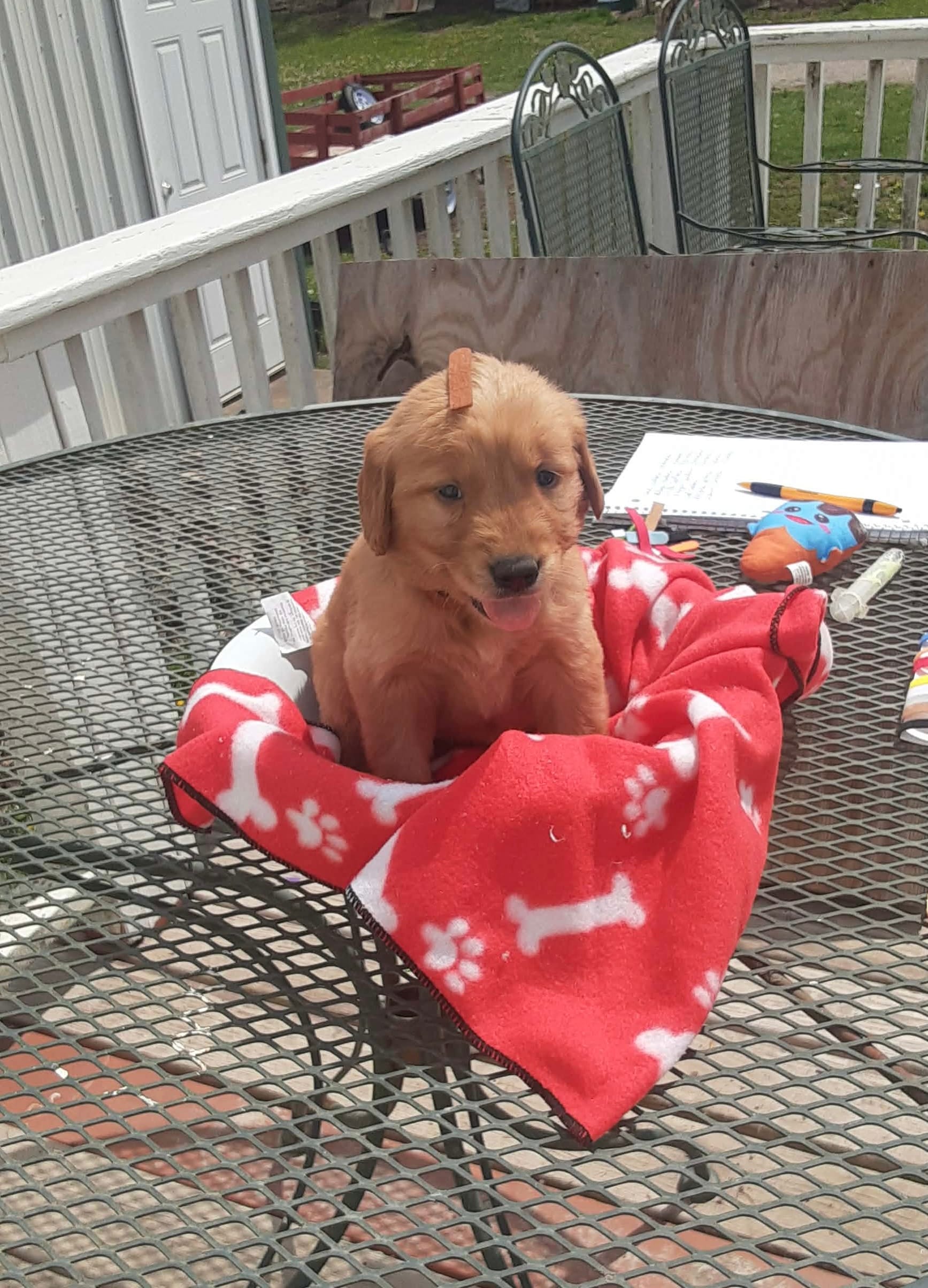 Brown collar – Golden Retriever puppy for sale in Centerview, MO
