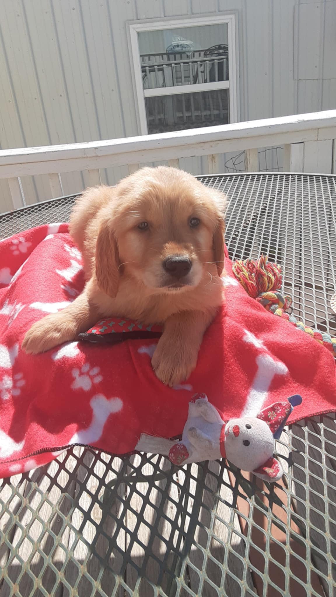 Brown collar – Golden Retriever puppy for sale in Centerview, MO