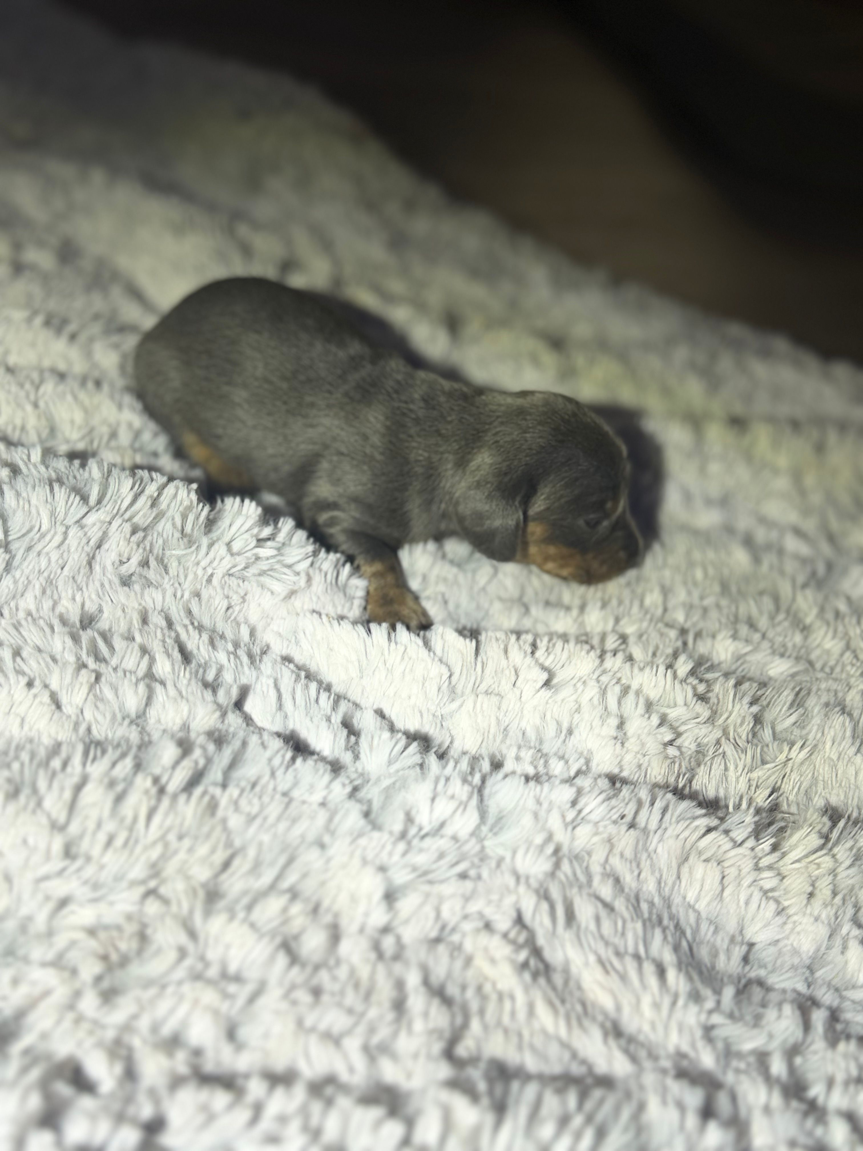 Delilah – Dachshund puppy for sale in Hockley, TX
