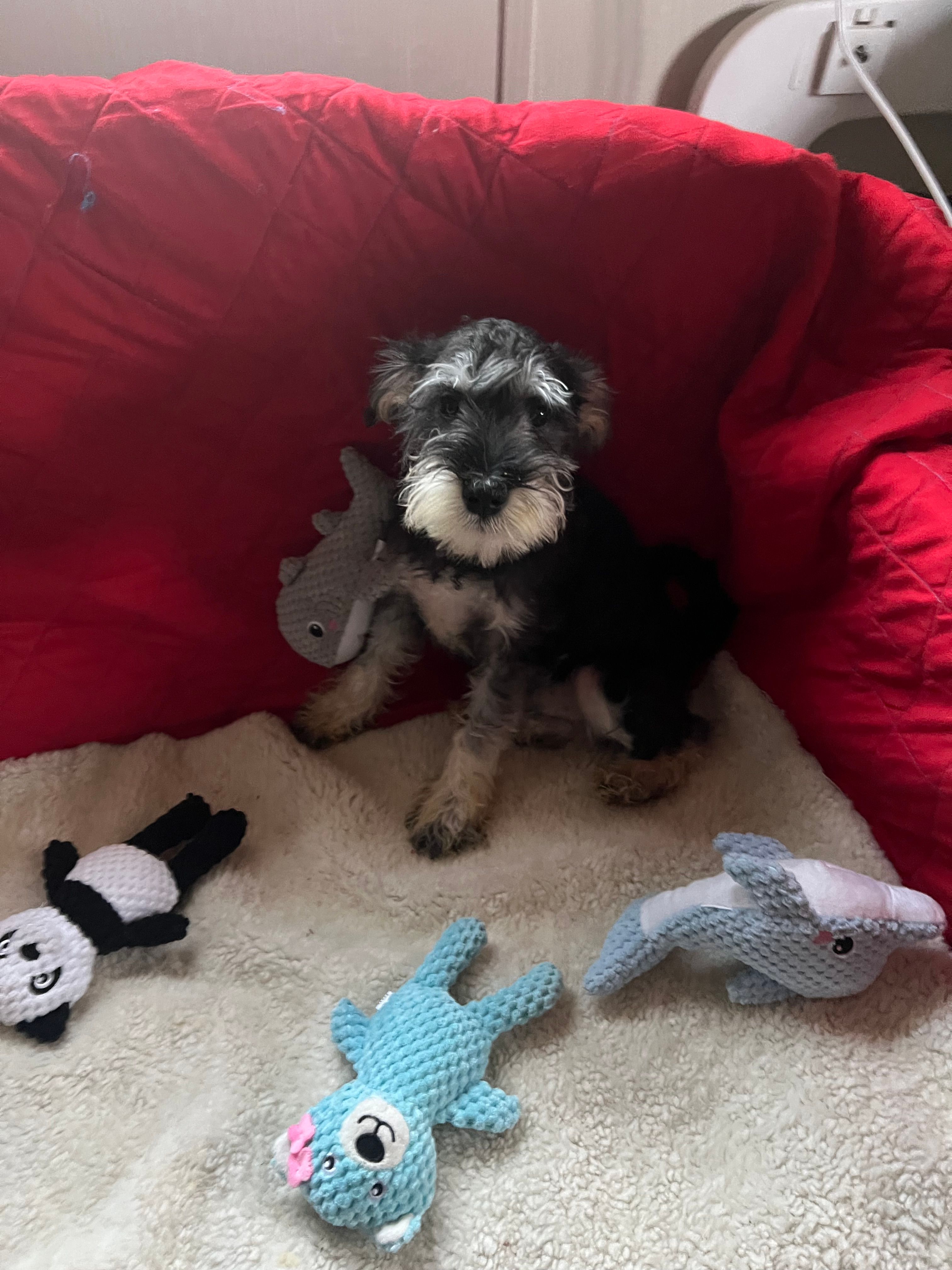 Toby – Miniature Schnauzer puppy for sale in Casa Grande, AZ