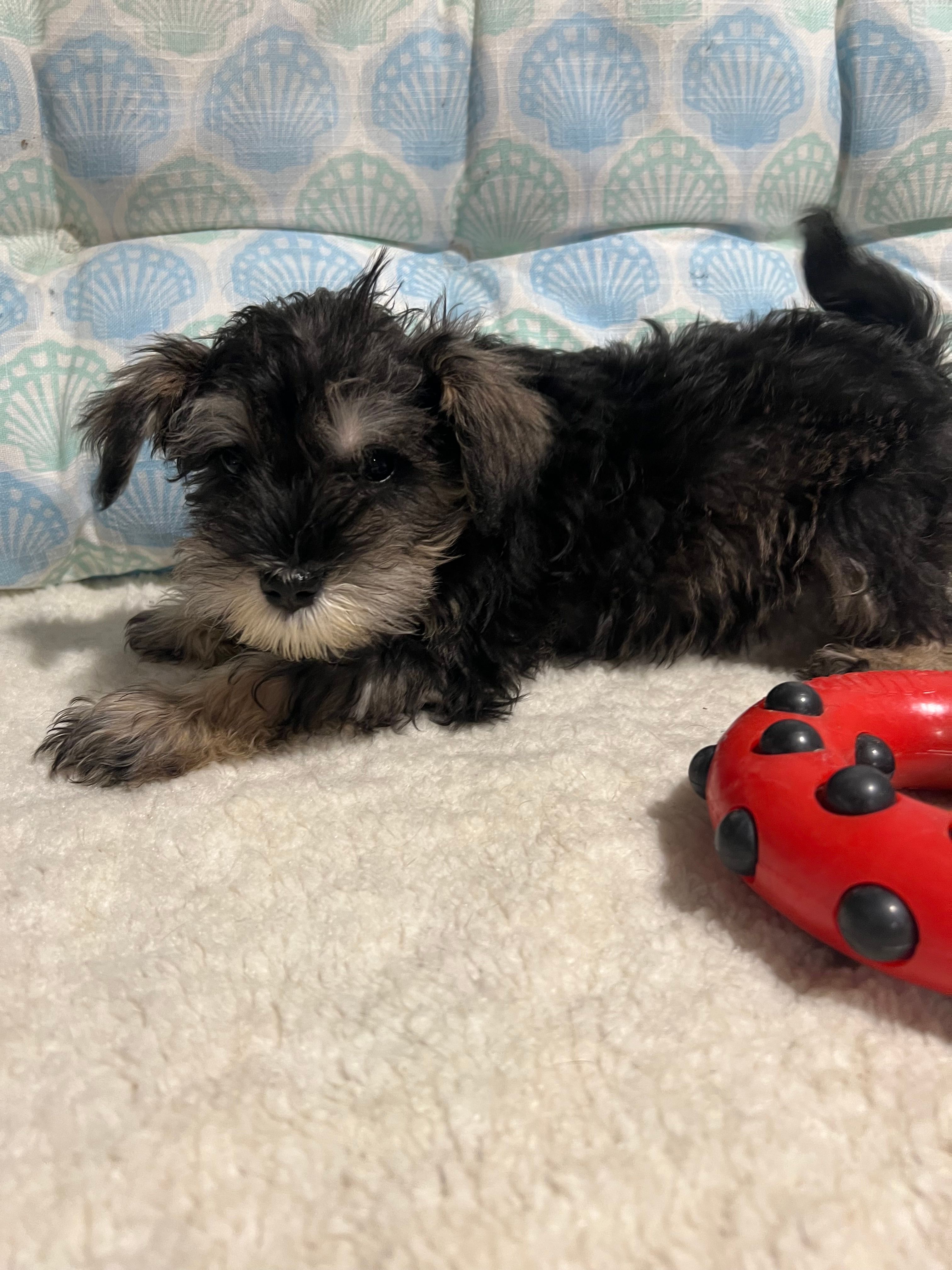 Sissy – Miniature Schnauzer puppy for sale in Casa Grande, AZ