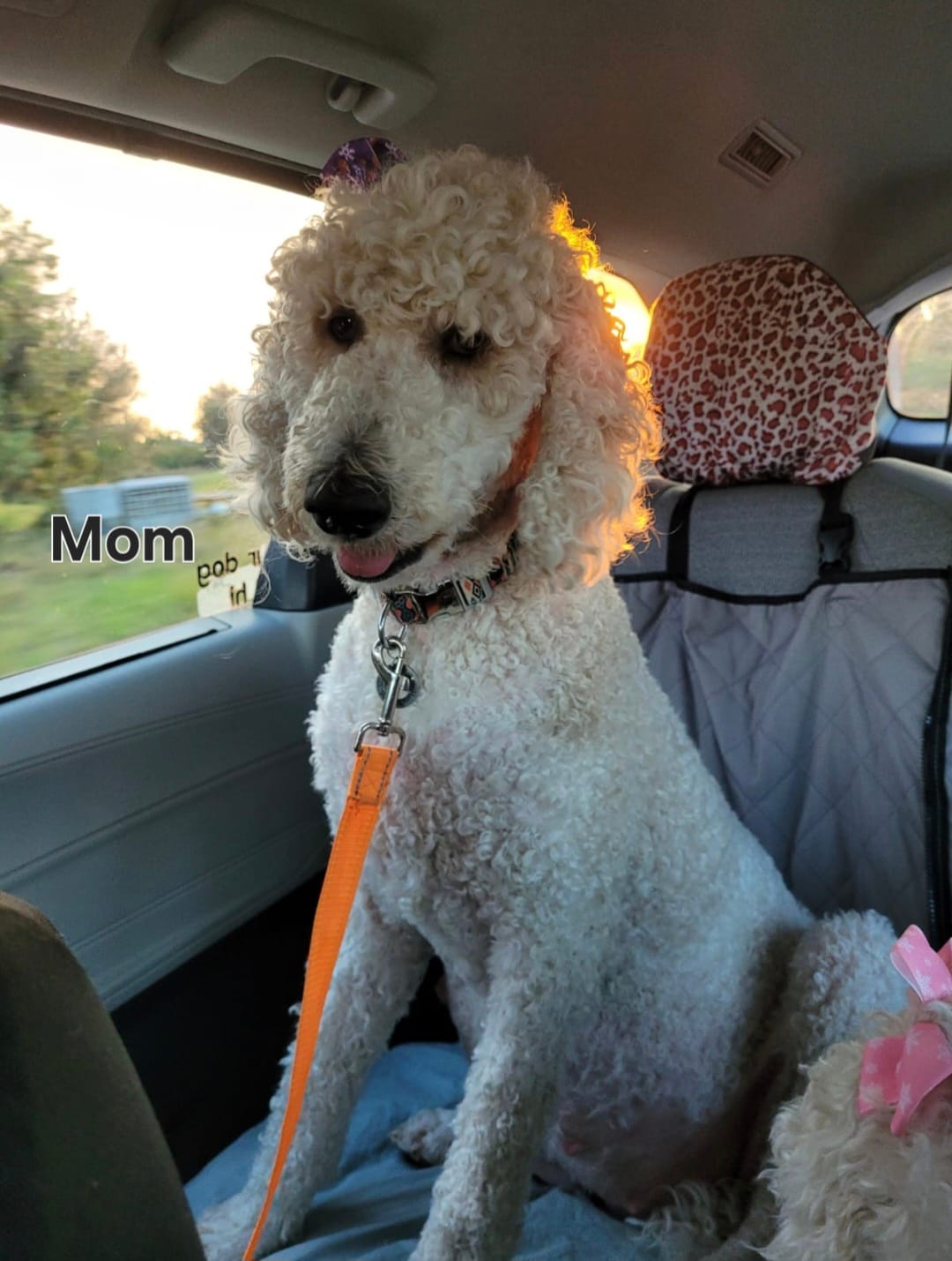 Standard Labradoodle – Labradoodle puppy for sale in Frostproof, FL