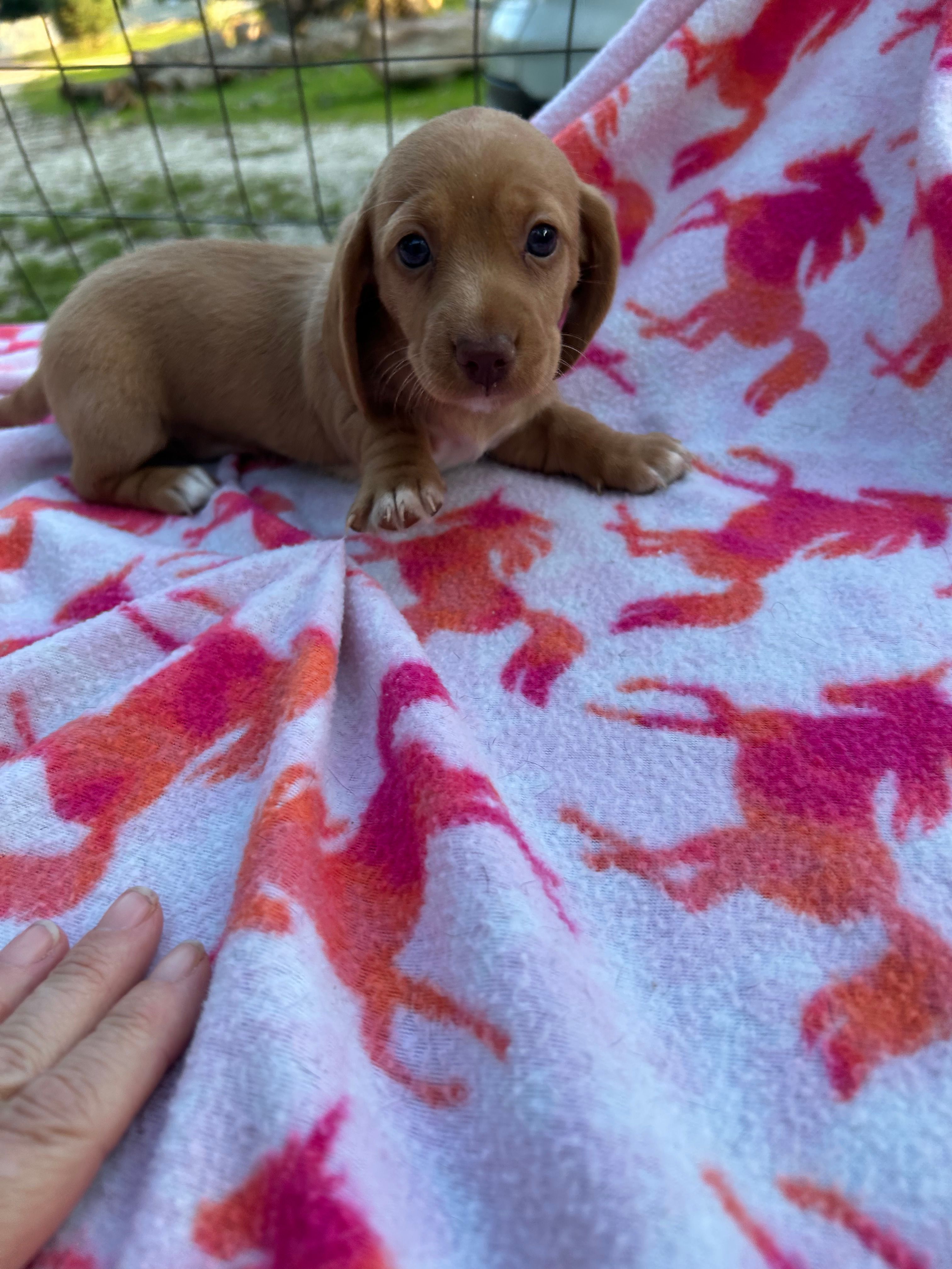 Chloe – Miniature Dachshund puppy for sale in Bay Minette, AL