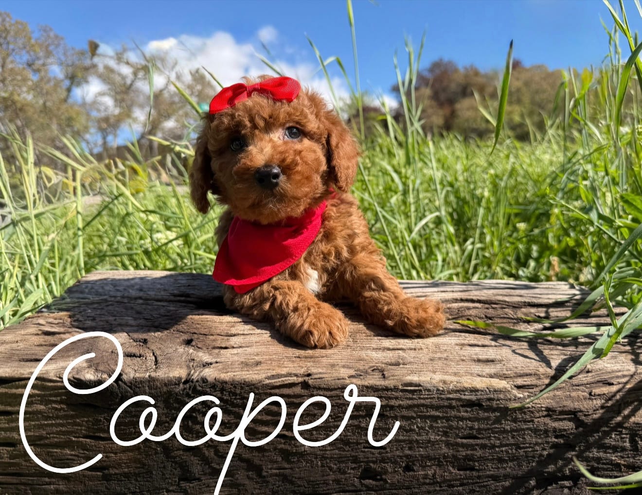 AKC Cooper red poodle – Poodle - Miniature  puppy for sale in Orem, UT