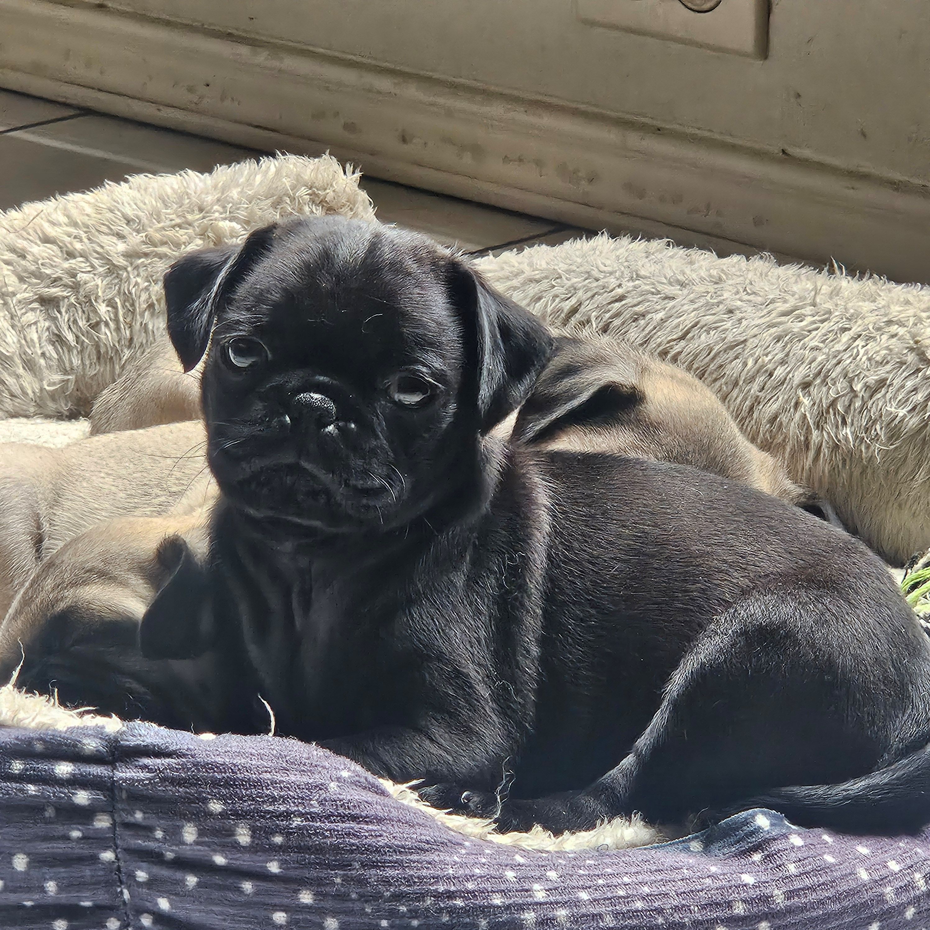 Buddy, a male Pug for sale in San Antonio, TX – Photo 3 of 3