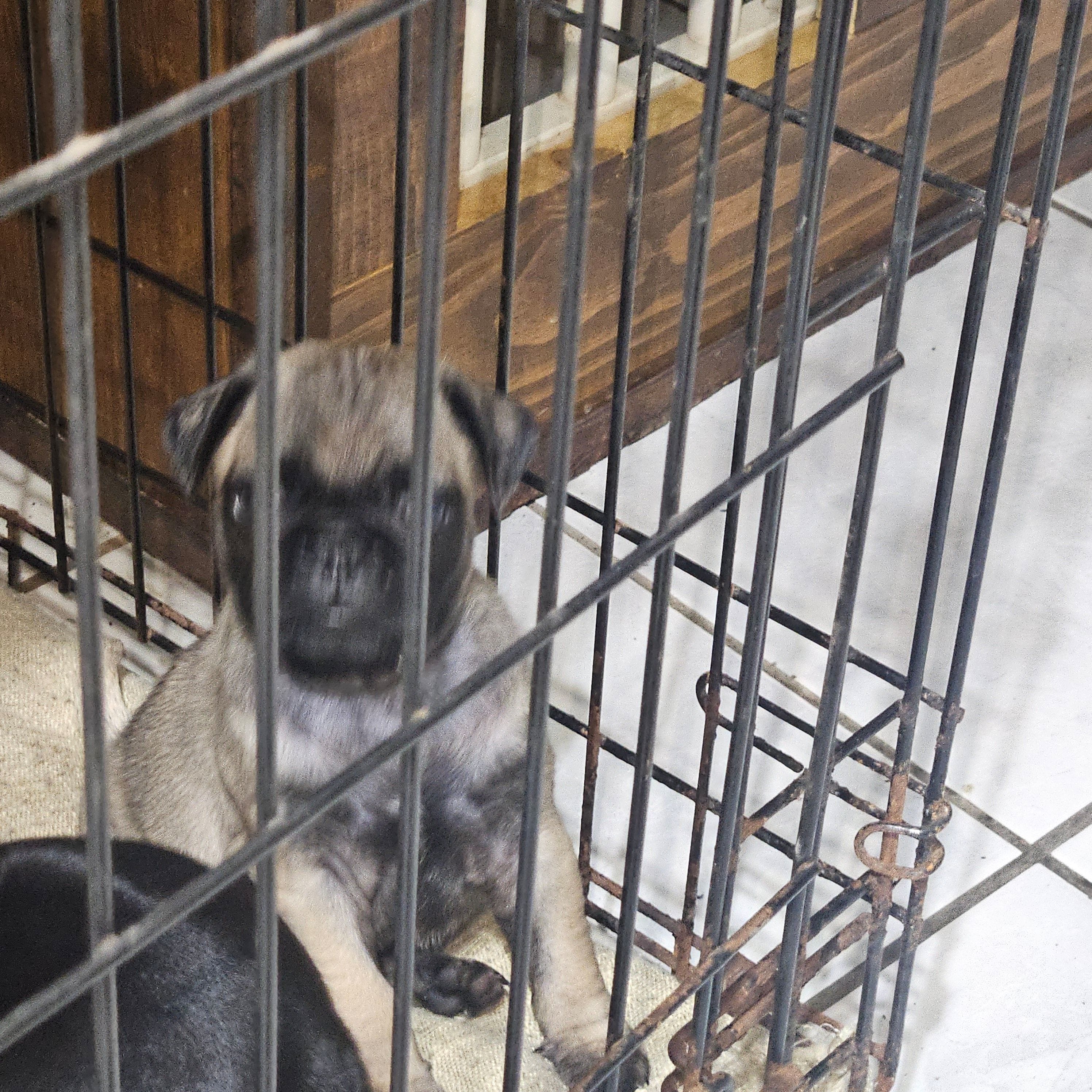 Smokey – Pug puppy for sale in San Antonio, TX