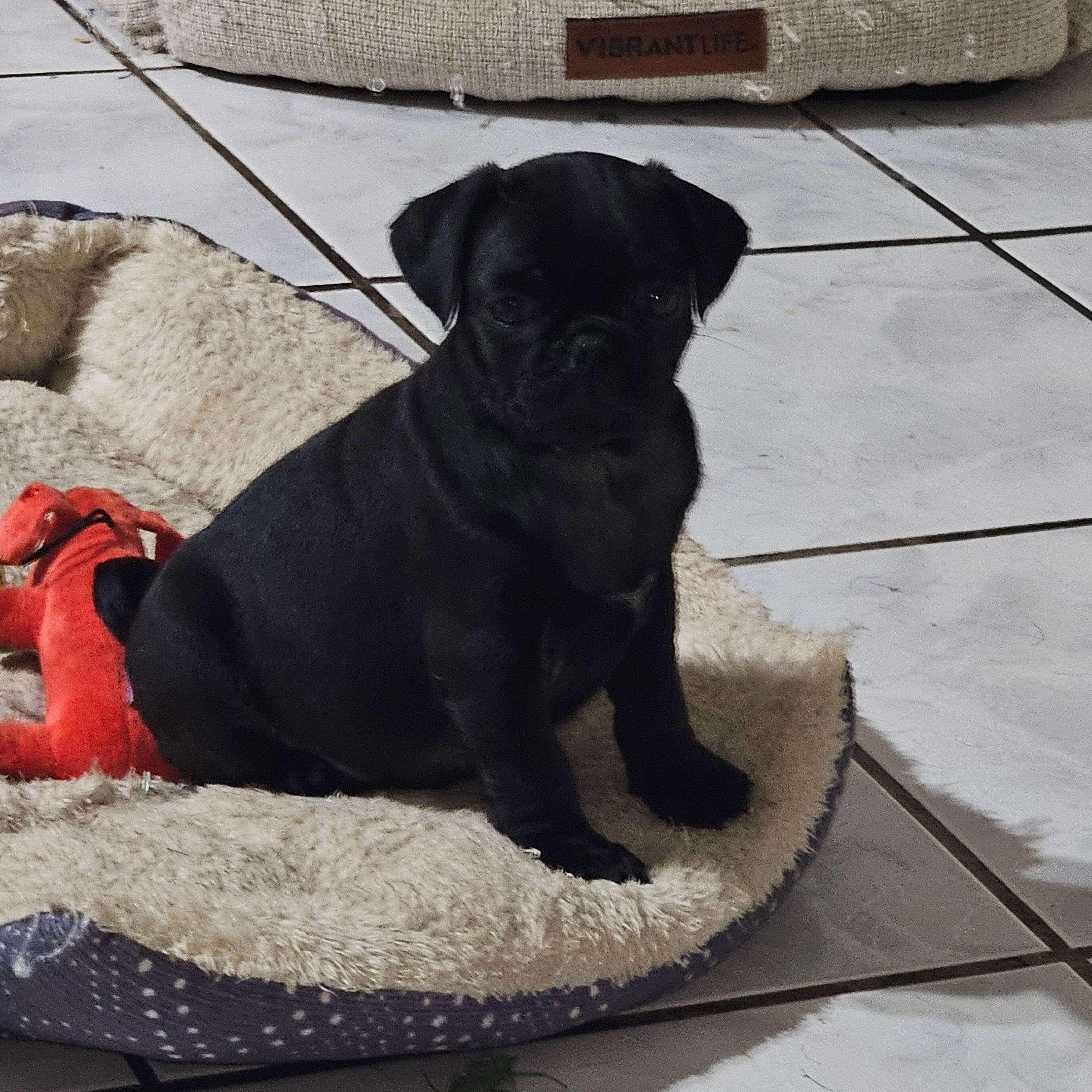 Genie – Pug puppy for sale in San Antonio, TX