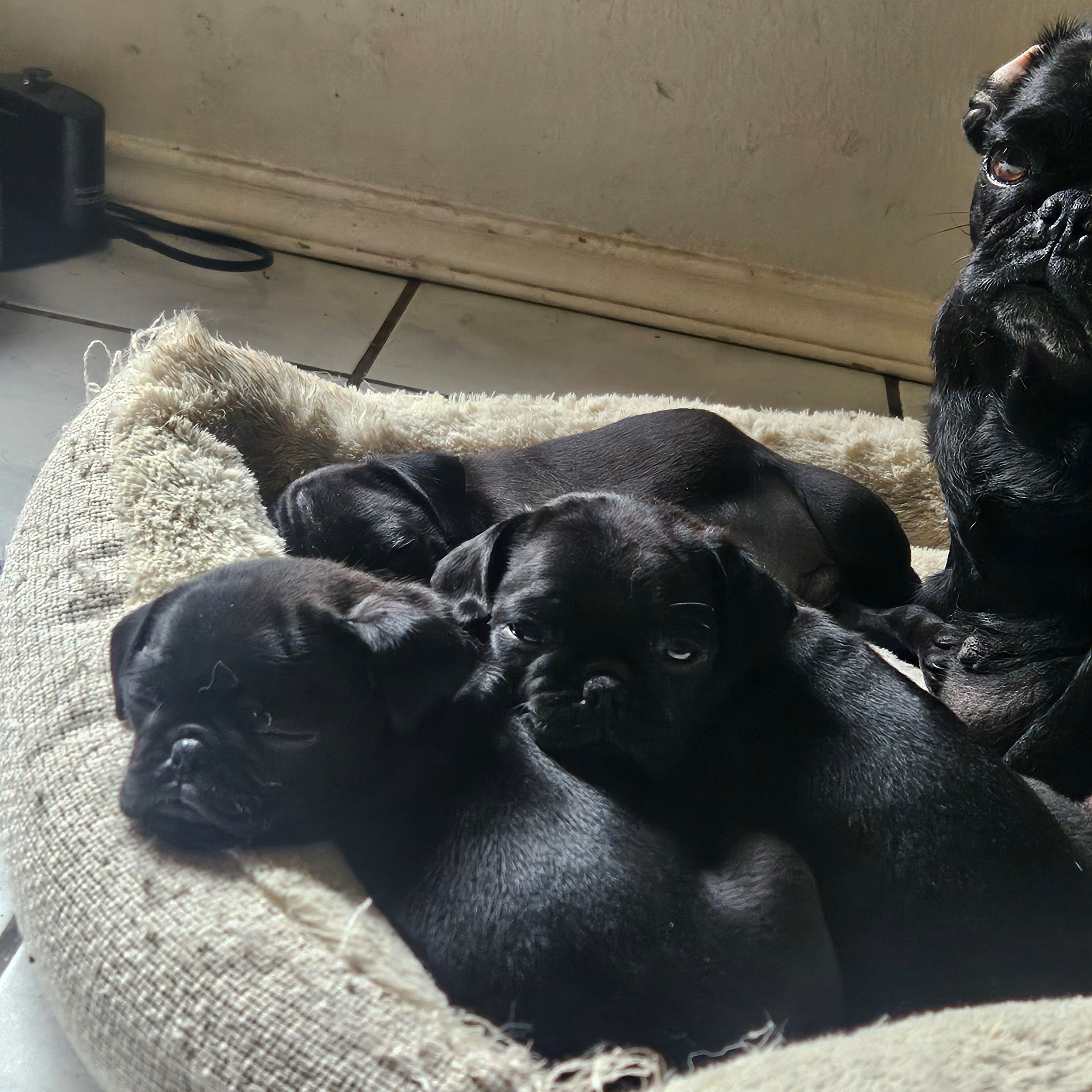 Buddy, a male Pug for sale in San Antonio, TX – Photo 2 of 3
