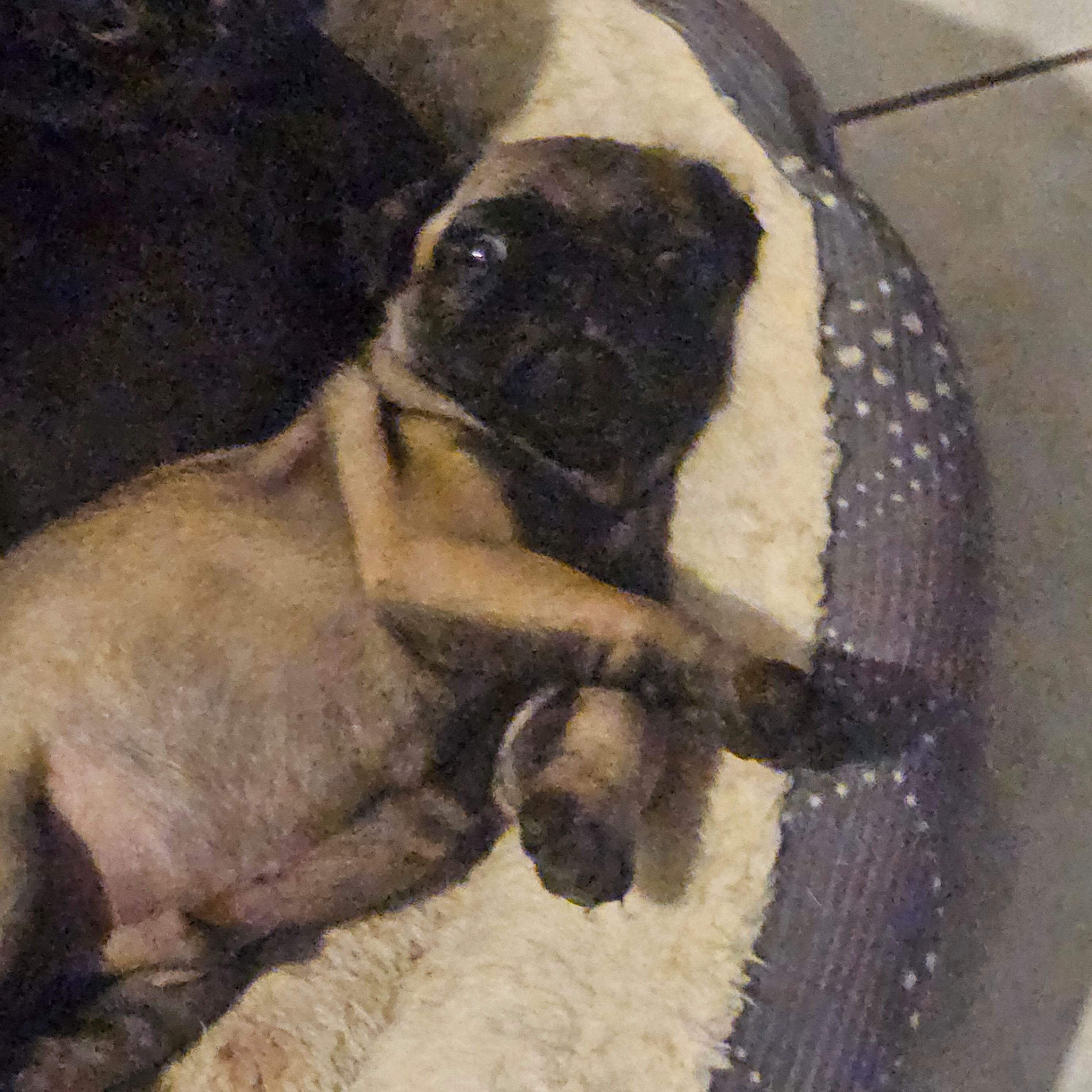 Smokey, a male Pug for sale in San Antonio, TX – Photo 3 of 3