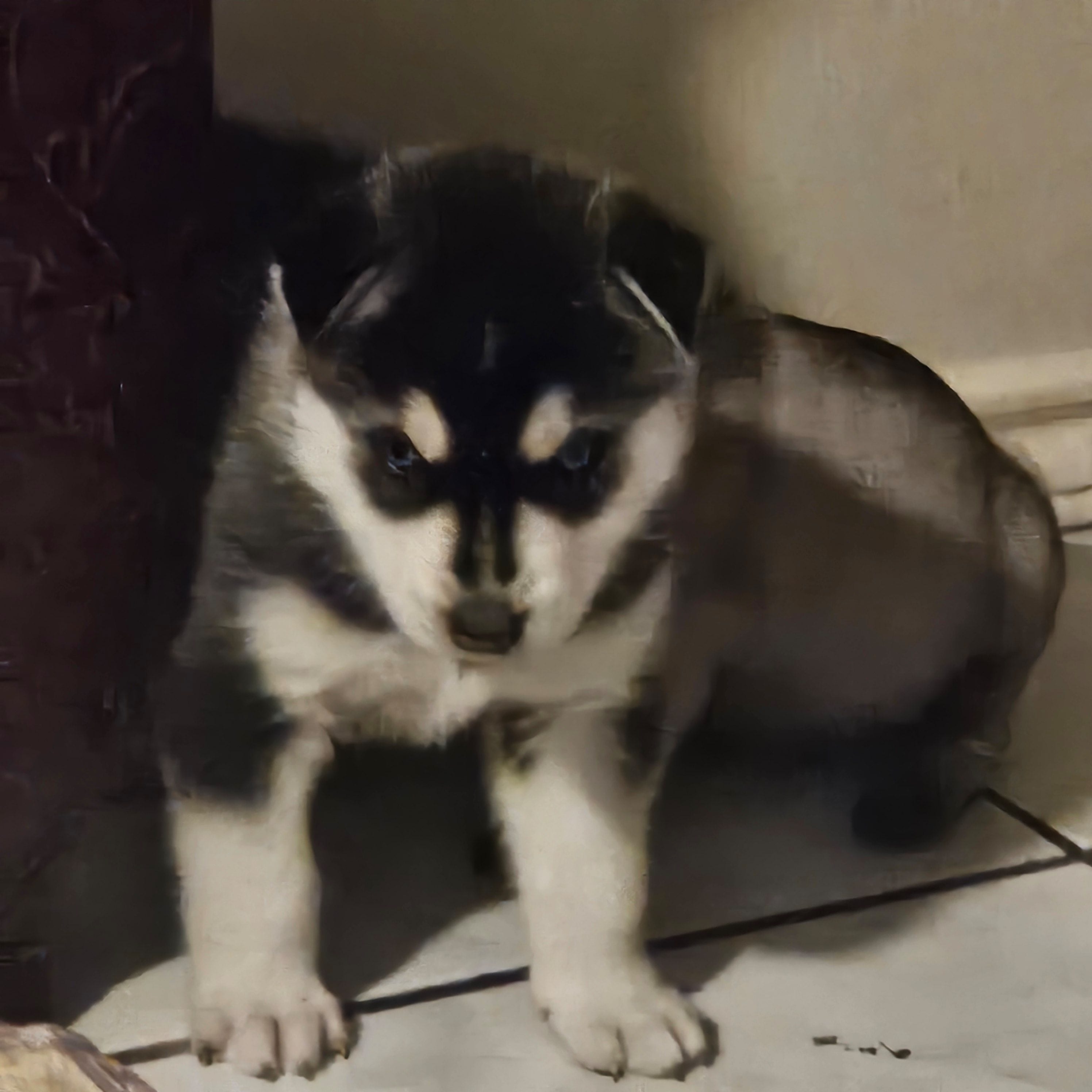 Thor – Siberian Husky puppy for sale in San Antonio, TX
