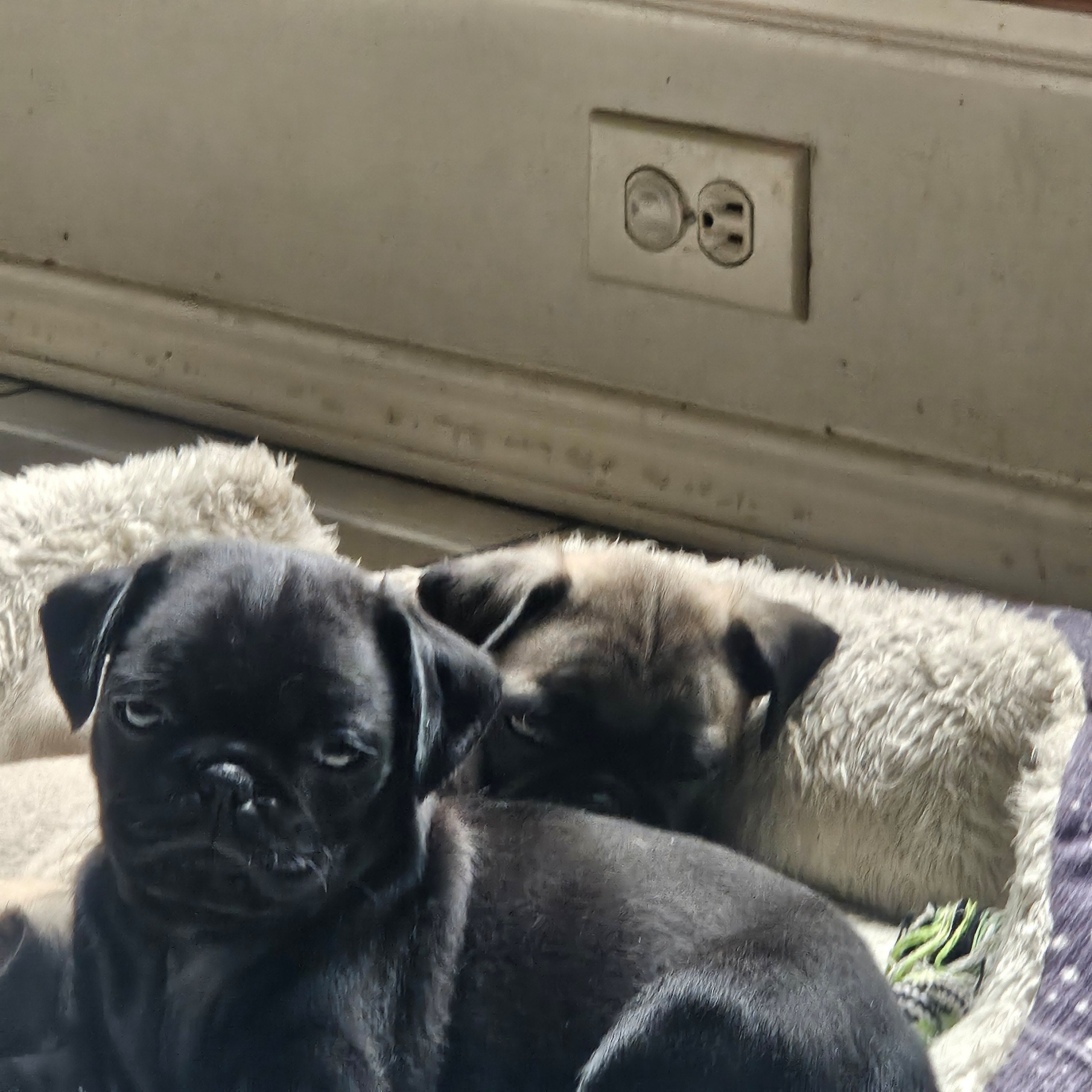 Buddy – Pug puppy for sale in San Antonio, TX