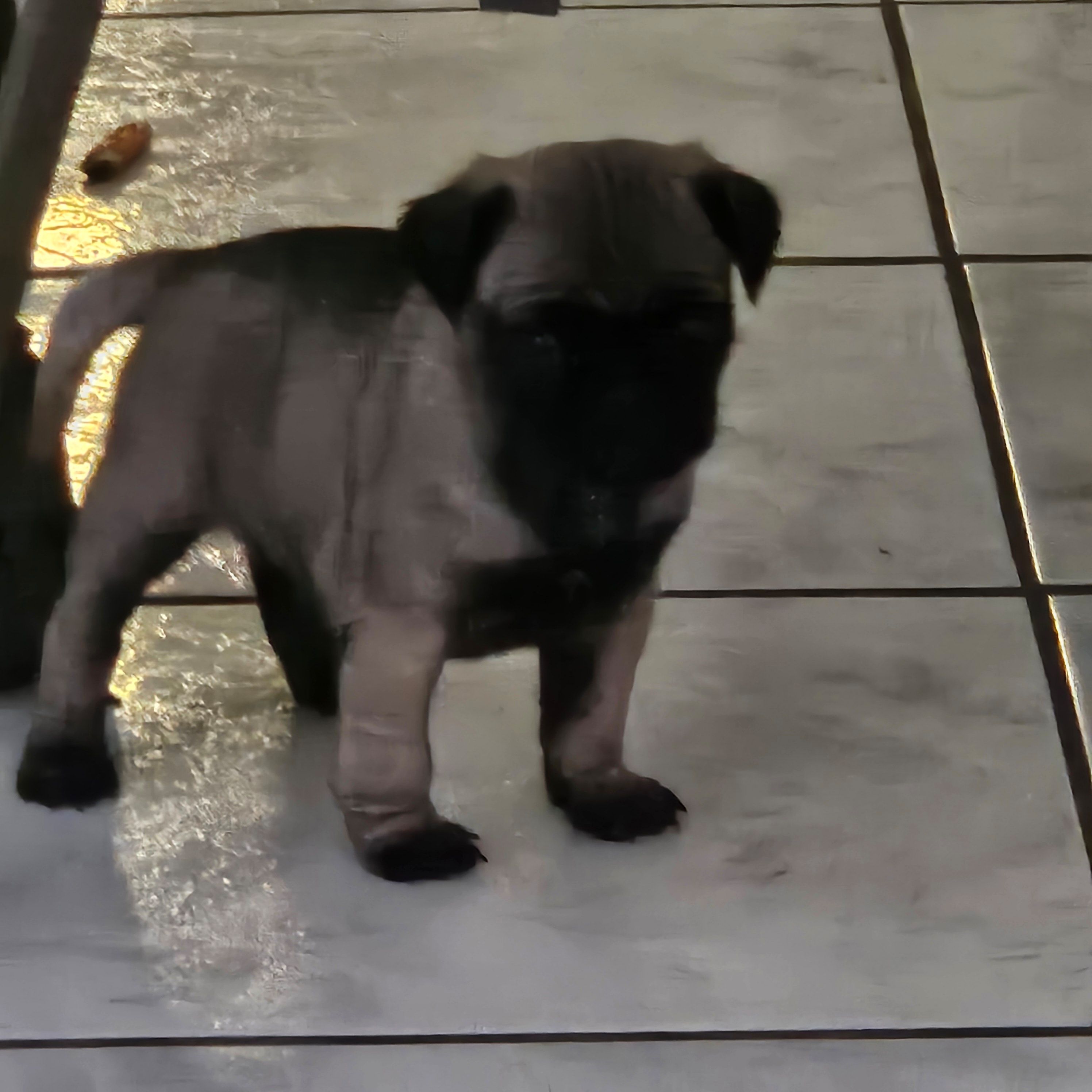 Smokey, a male Pug for sale in San Antonio, TX – Photo 2 of 3