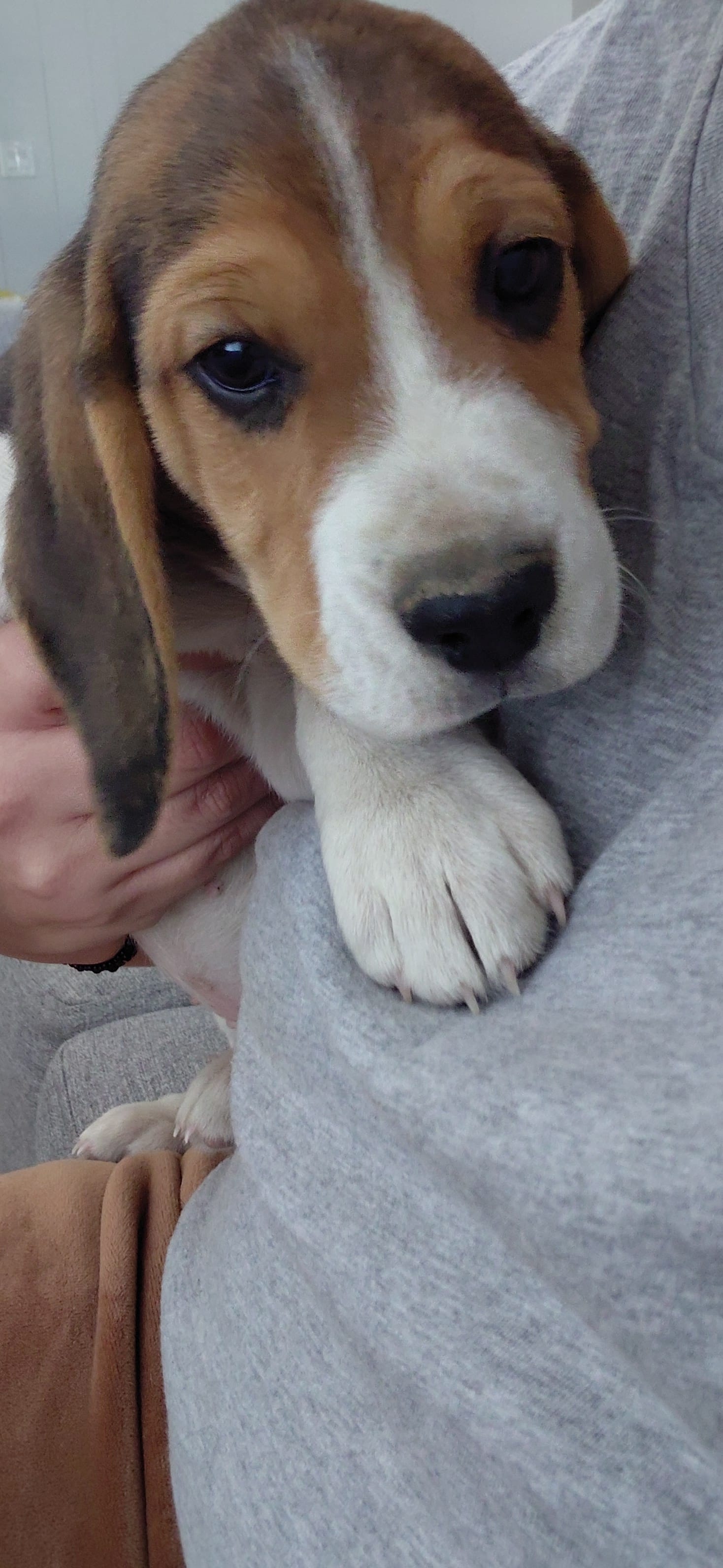 Beagle 1 – Beagle puppy for sale in Hemet, CA