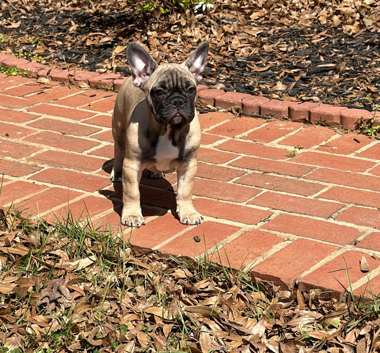 Bear – French Bulldog puppy for sale in Marietta, GA