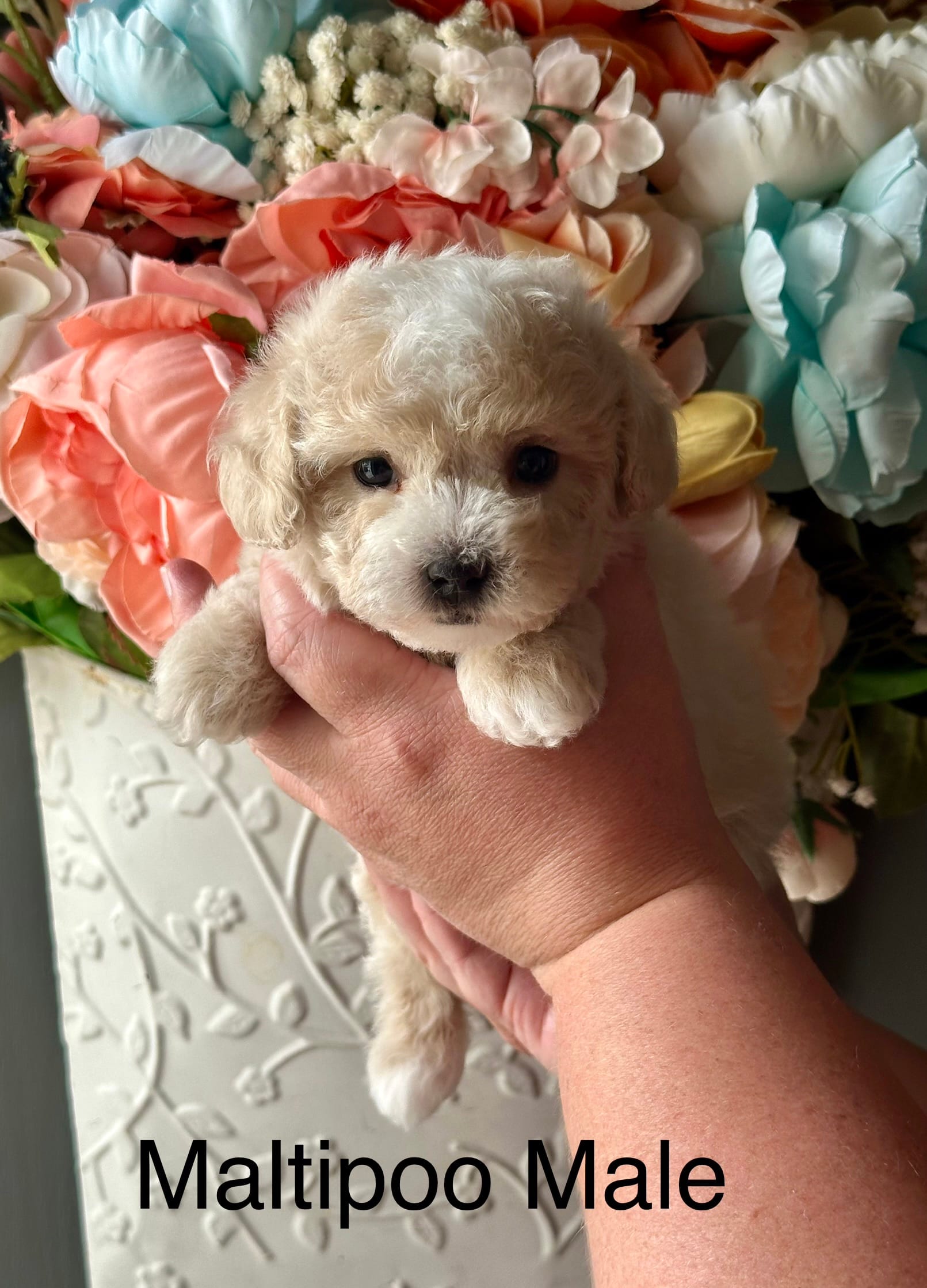 Noah – Maltipoo puppy for sale in Locust, NC