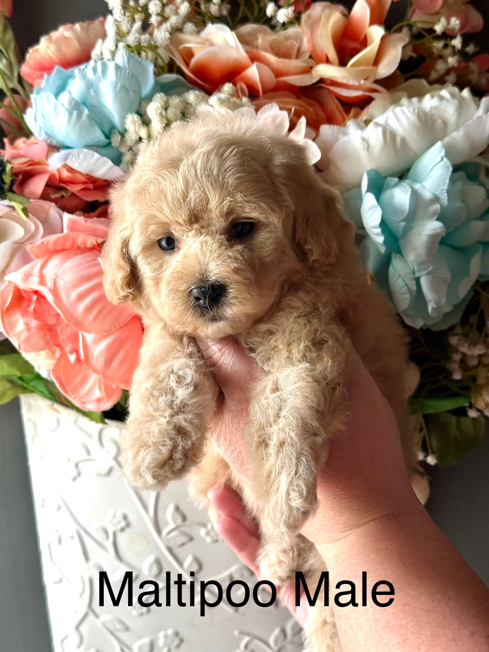 Tucker – Maltipoo puppy for sale in Locust, NC
