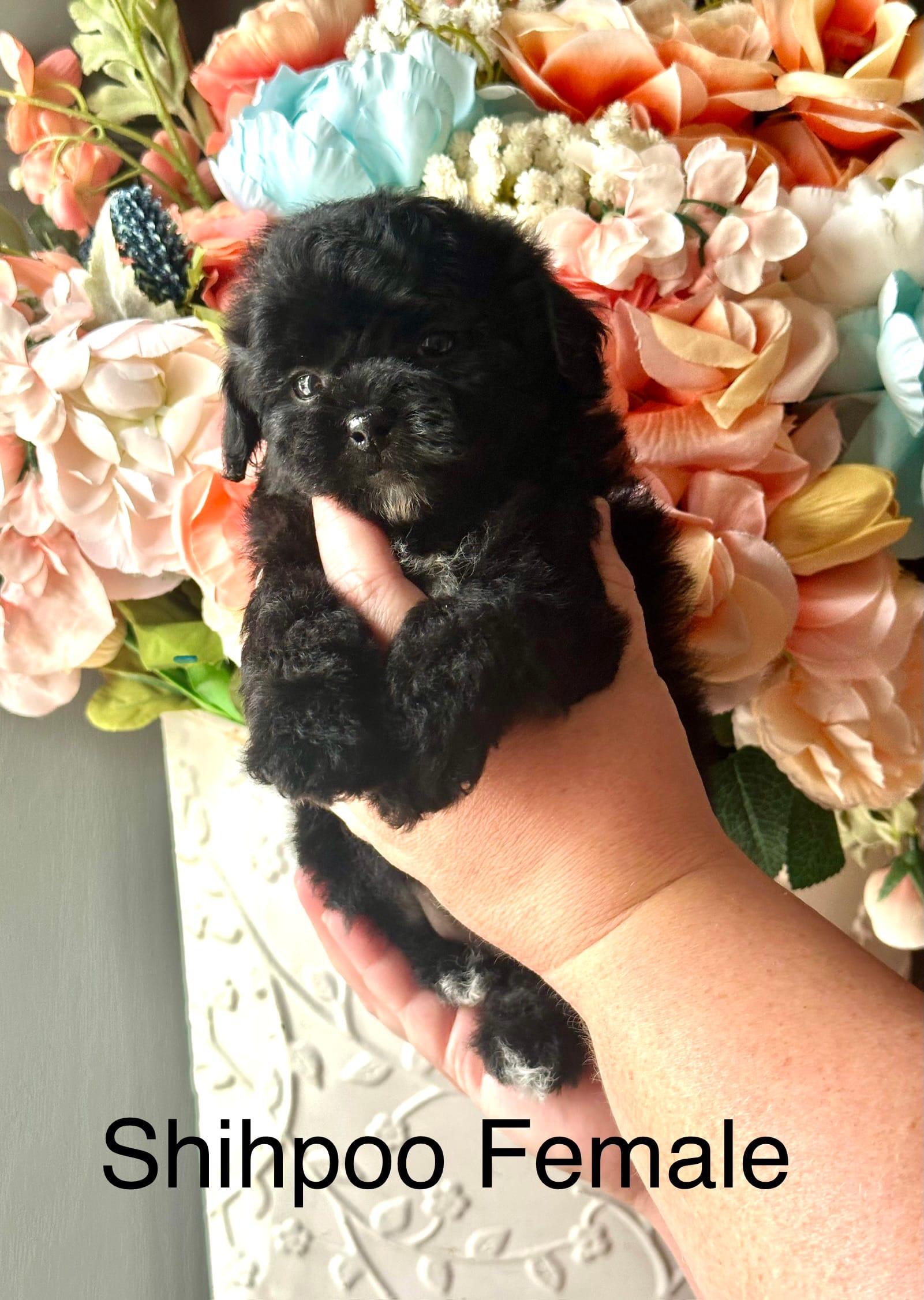 Rose – Shihpoo puppy for sale in Locust, NC