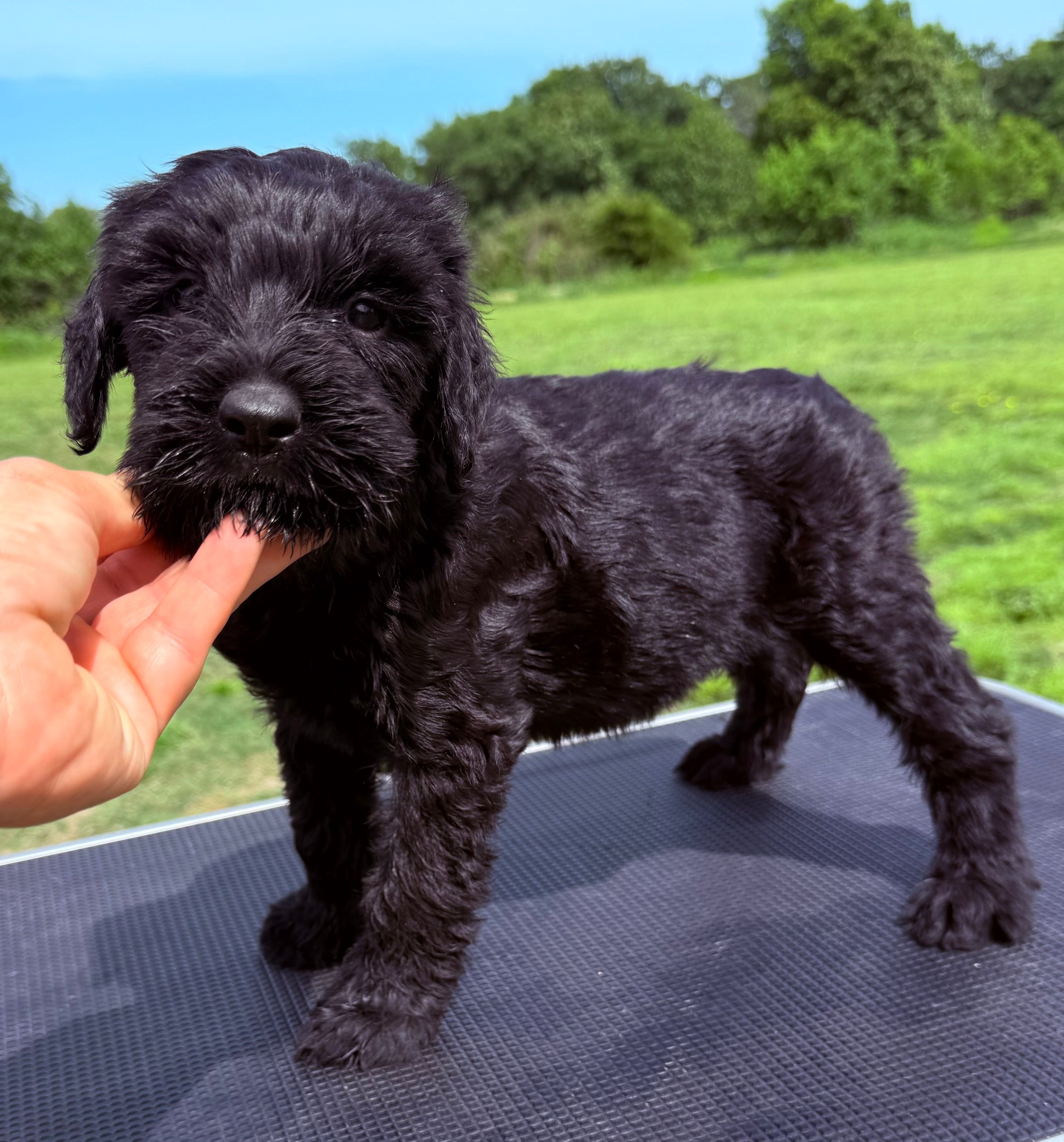 Nina(Imported Champion Parents) – Giant Schnauzer puppy for sale in Locust Grove, OK