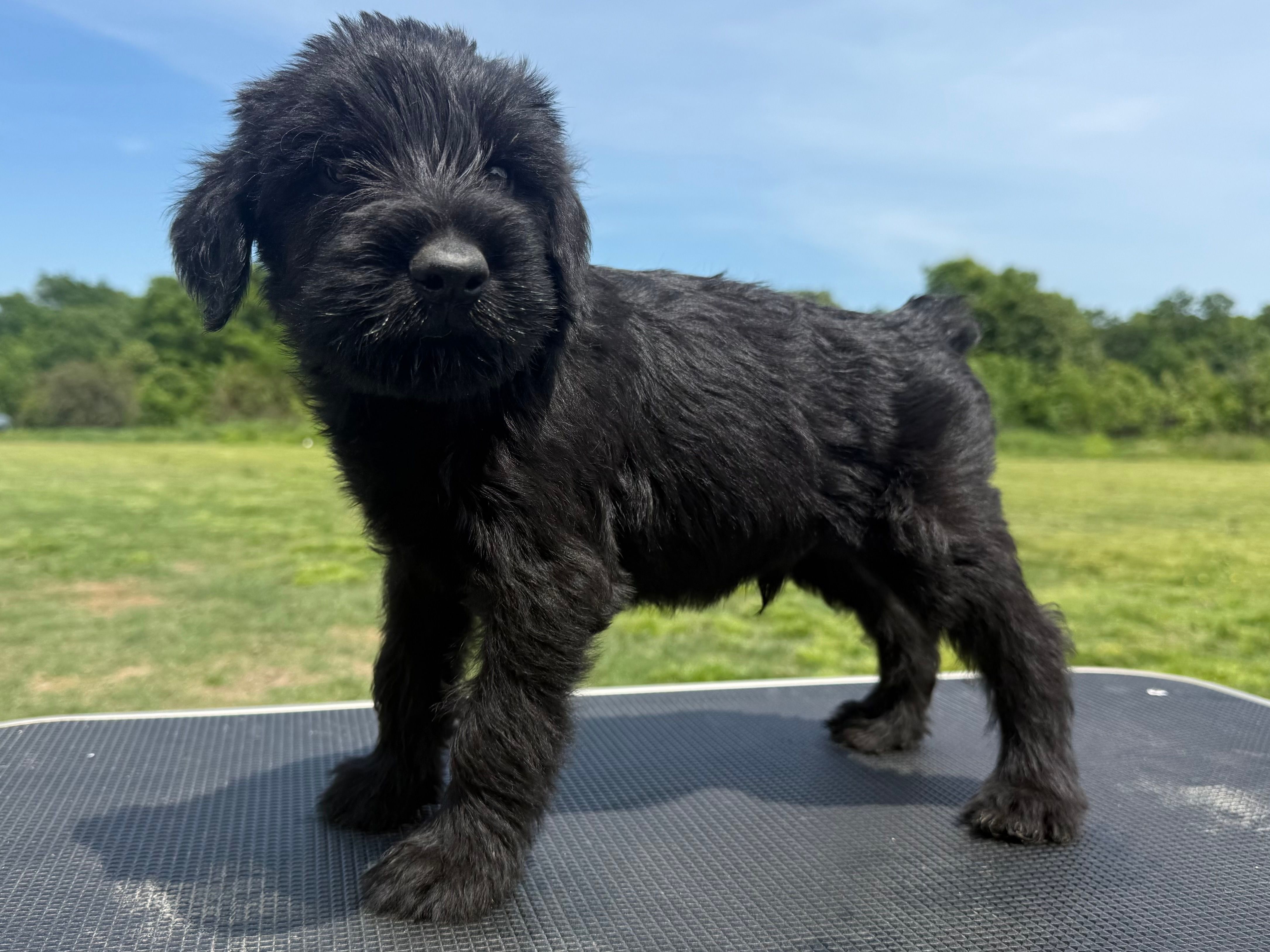 Dejan(Champion Import Parents) – Giant Schnauzer puppy for sale in Locust Grove, OK