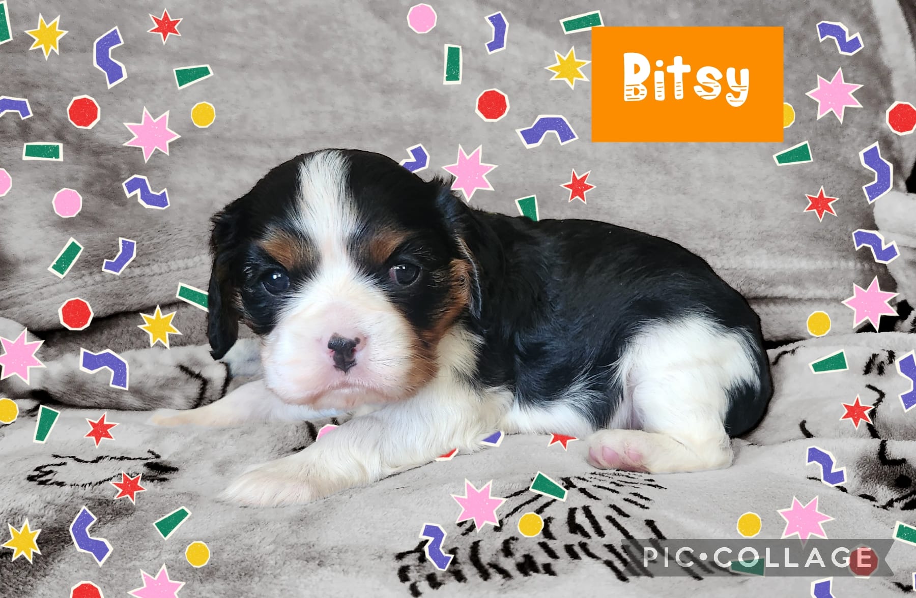 Bisty – Cavalier King Charles Spaniel puppy for sale in Franksville, WI