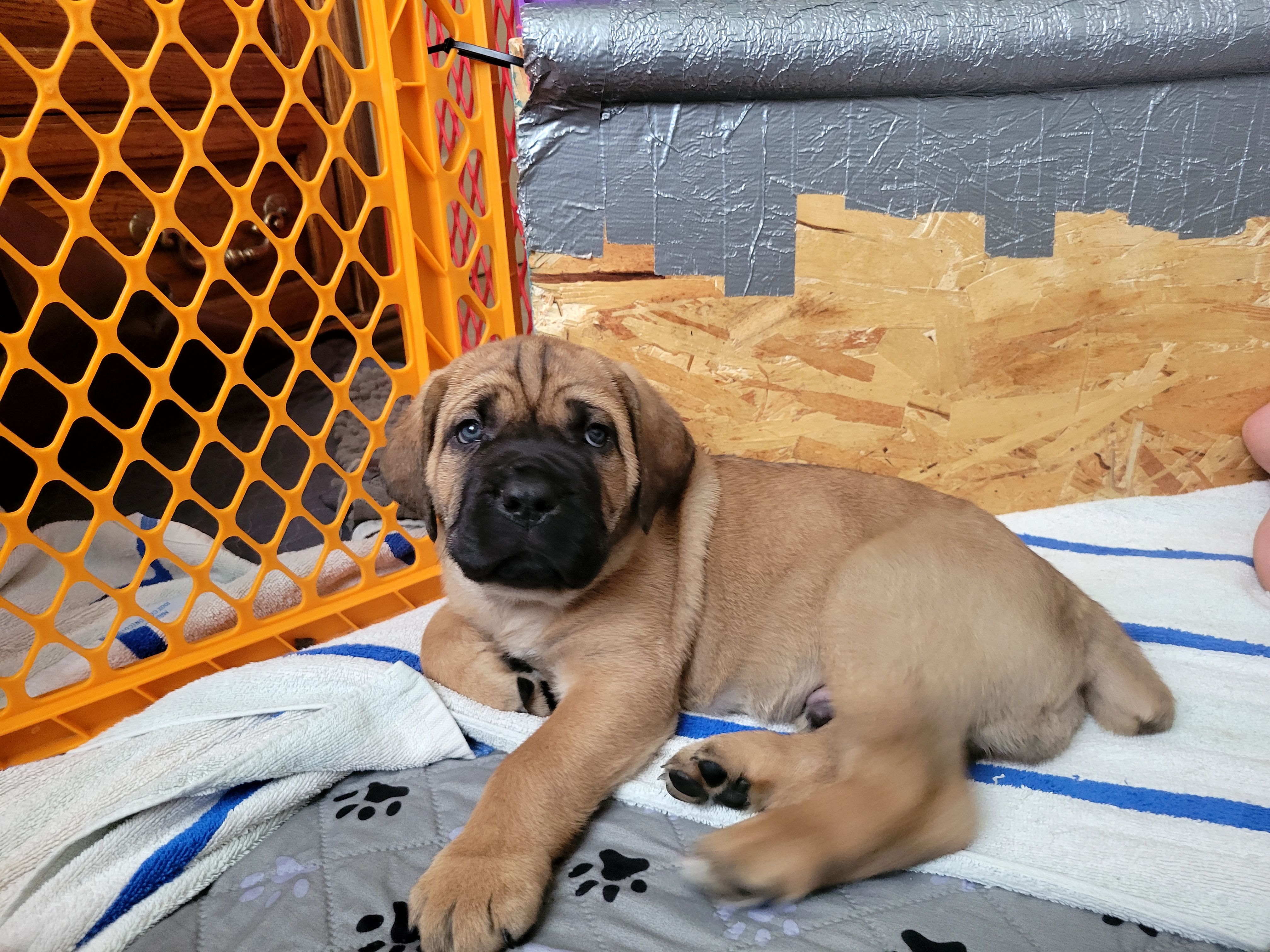 Green – Cane Corso puppy for sale in Louisville, KY